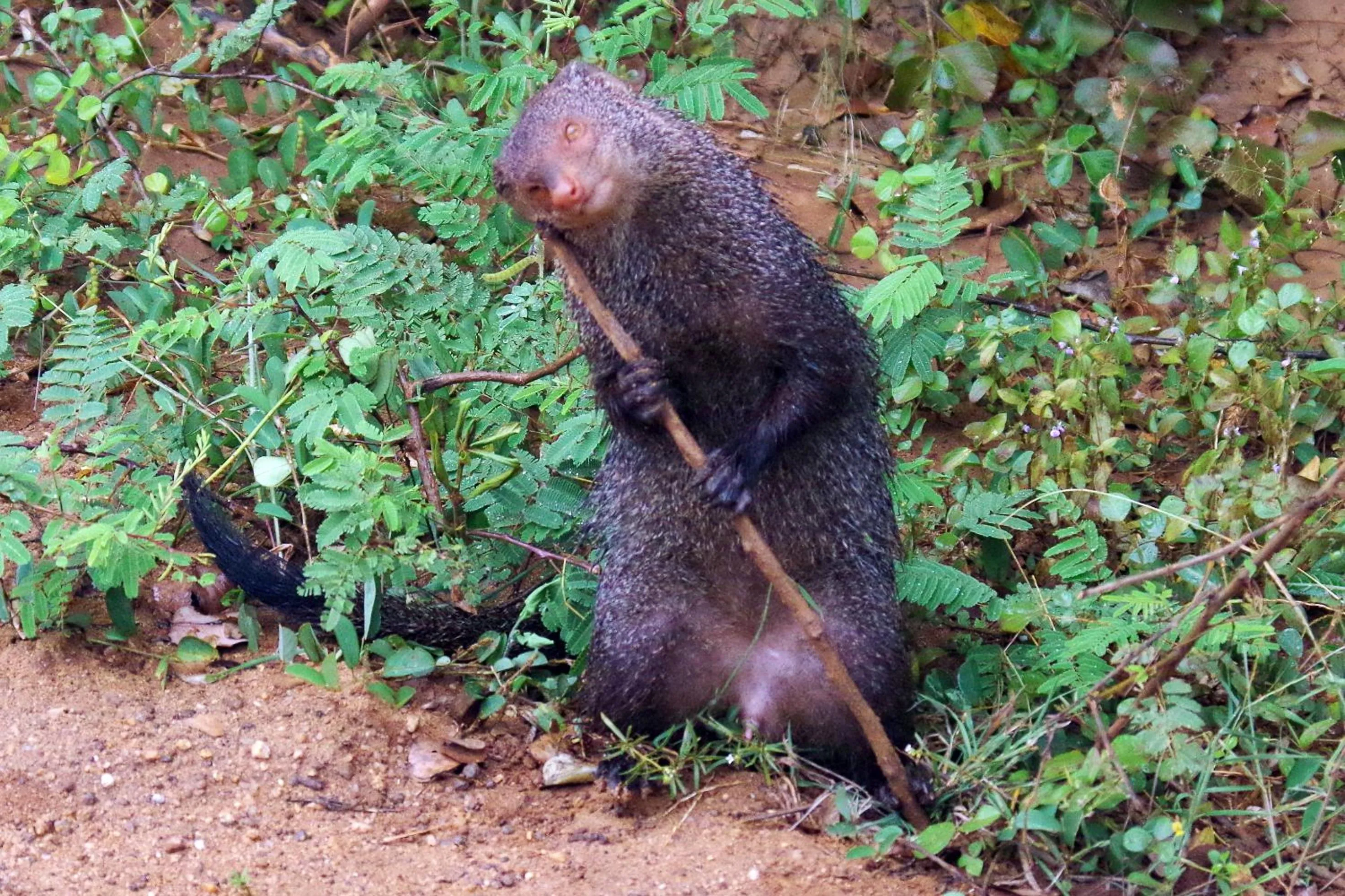 Animals in Hotel Tamarind Tree