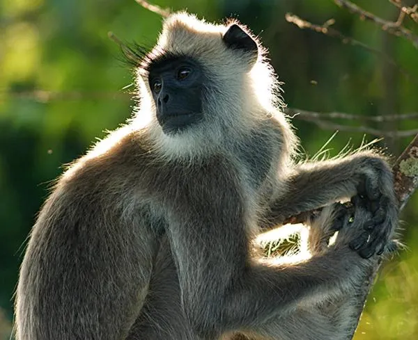 Animals in Hotel Tamarind Tree