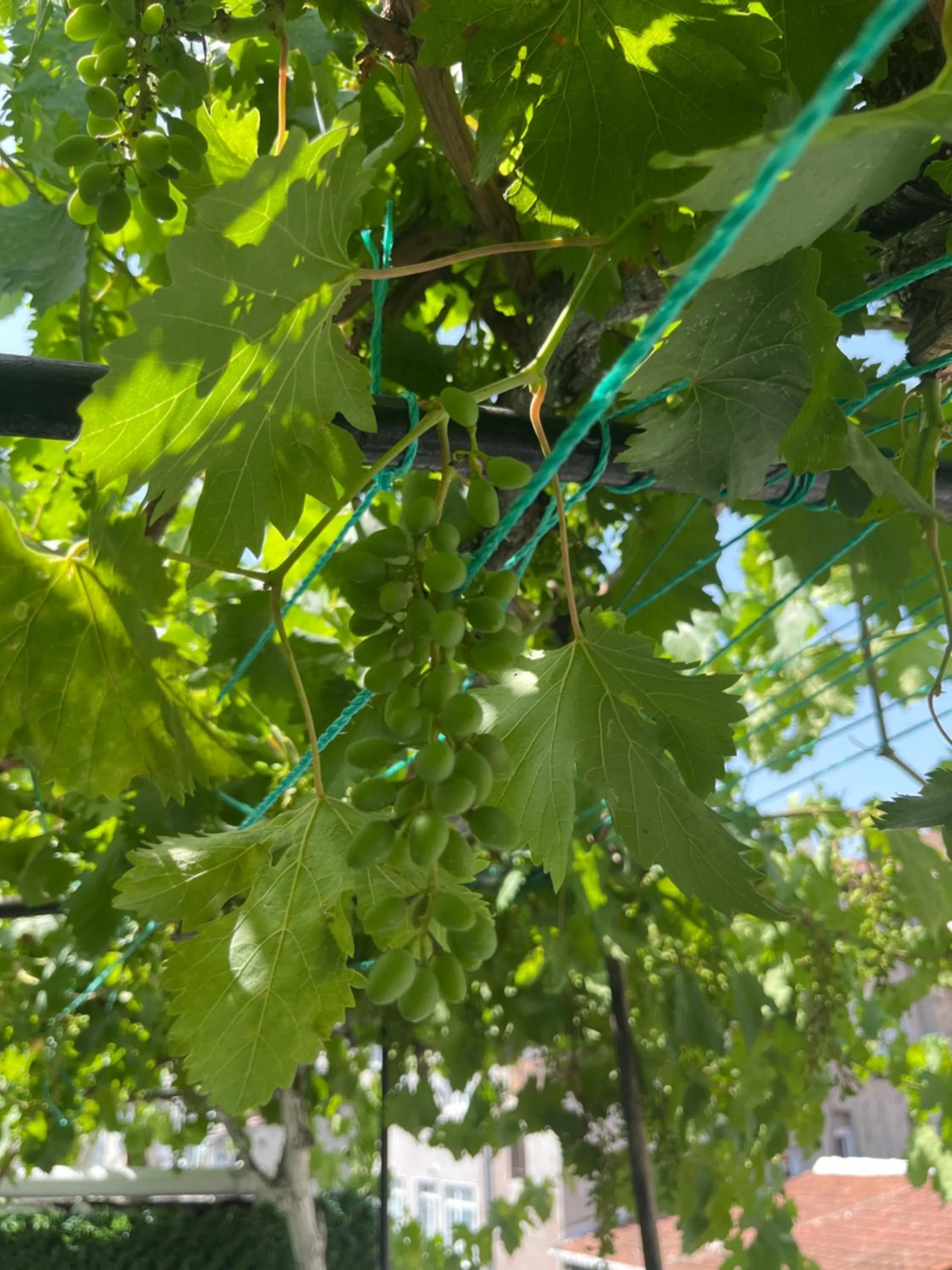 Spring in Taksim Neo Pera Suites