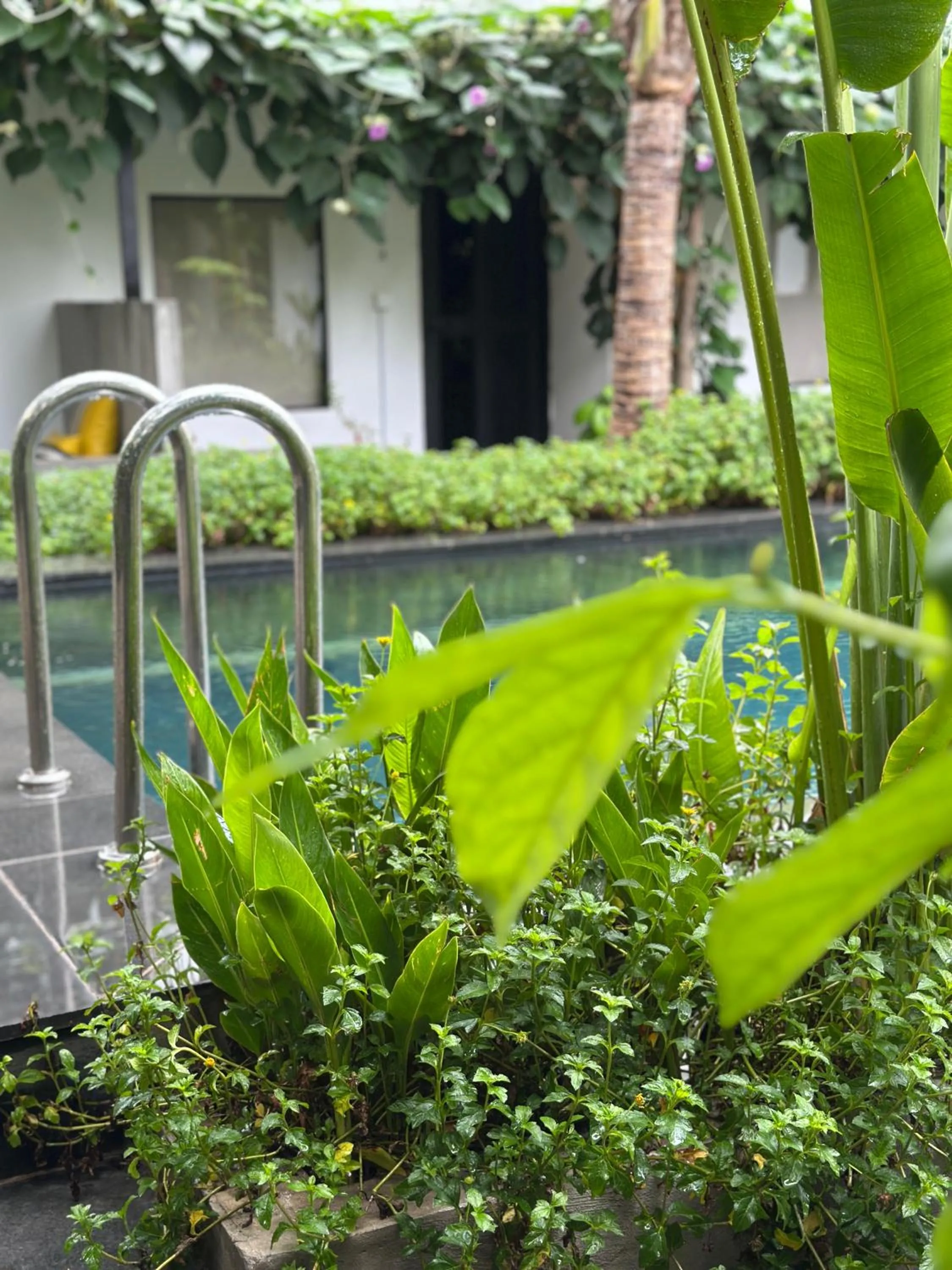 Natural landscape in veHaa BOUTIQUE HOTEL