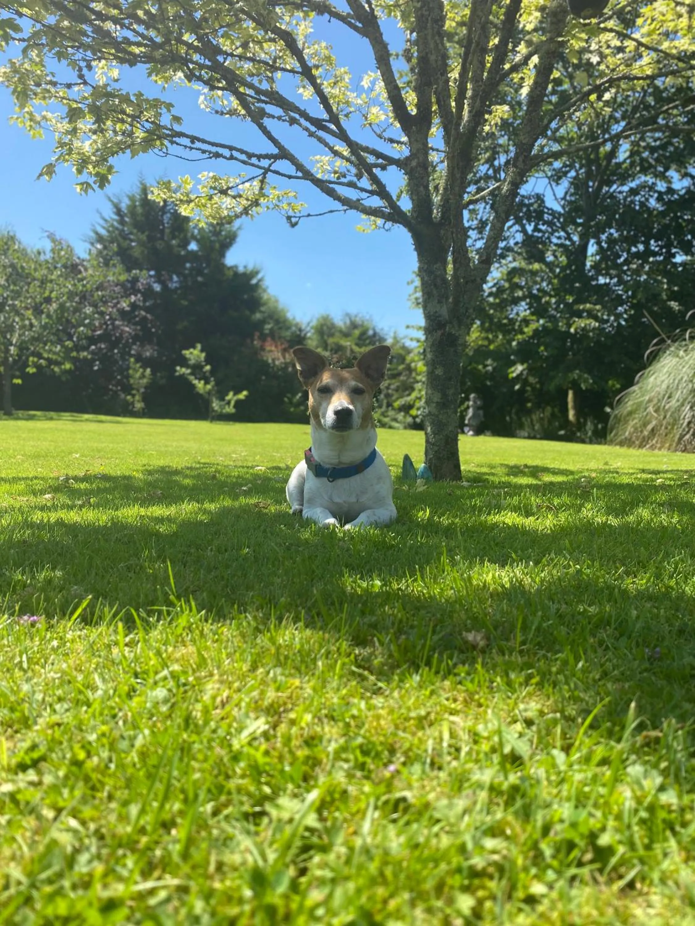 Pets in Applecroft House