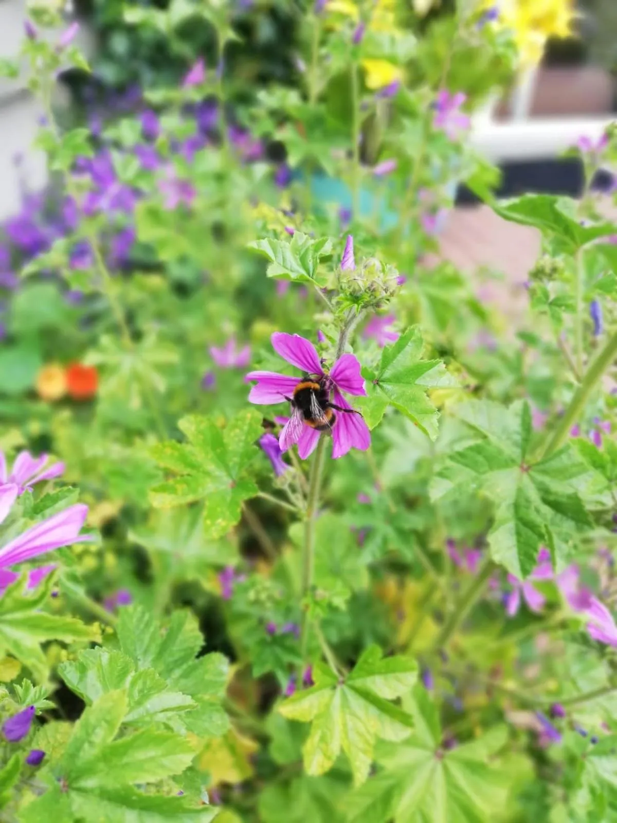 Garden in Applecroft House