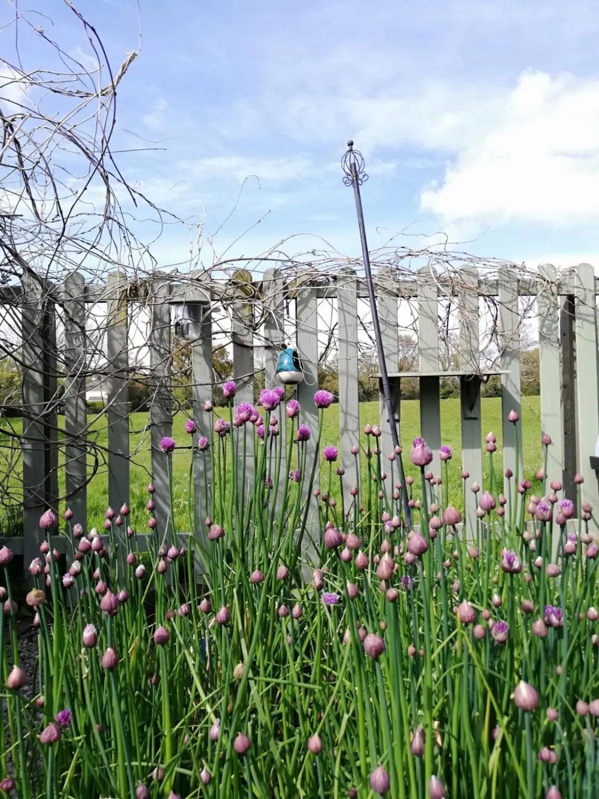 Garden in Applecroft House