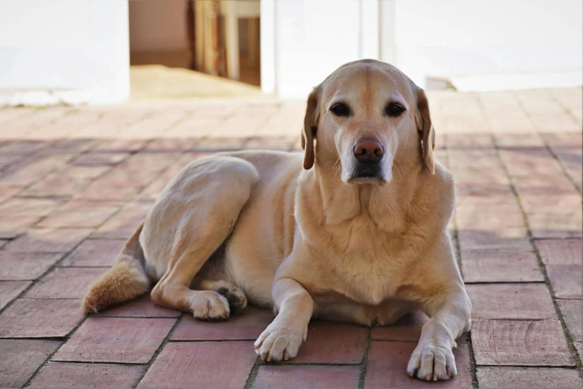 Pets in Casa Largo do Poço Guesthouse