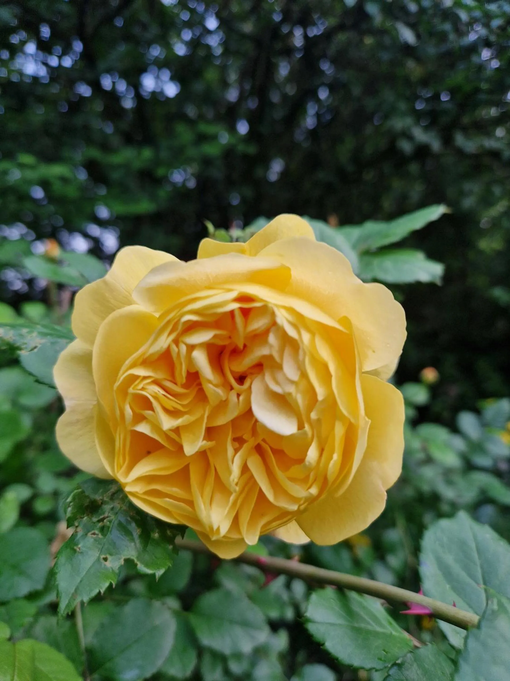 Garden in Worth House Bed and Breakfast