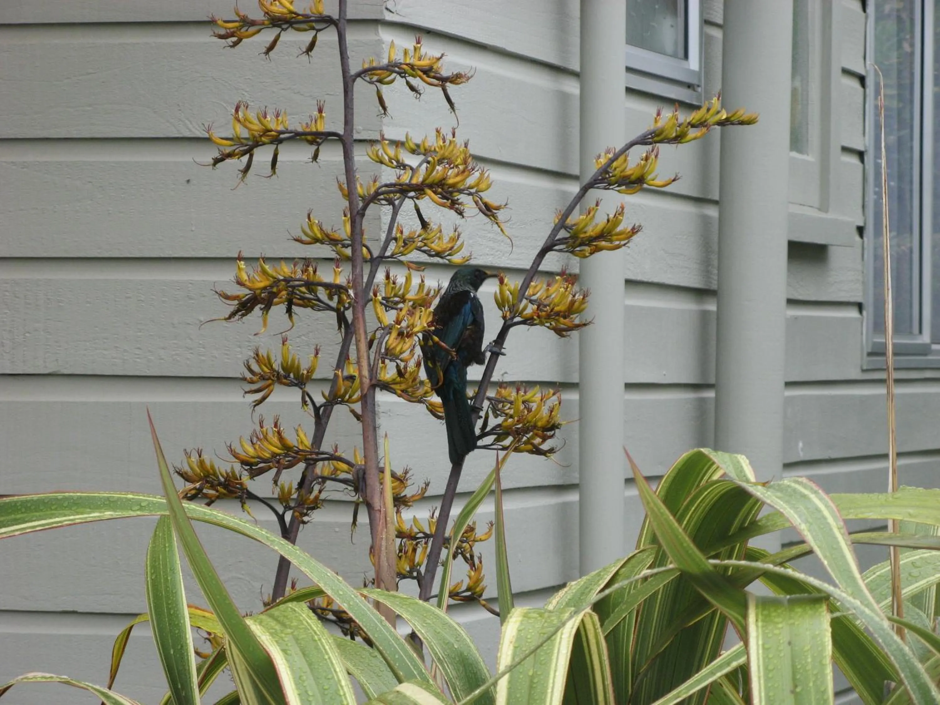 Garden in Tongariro River Motel