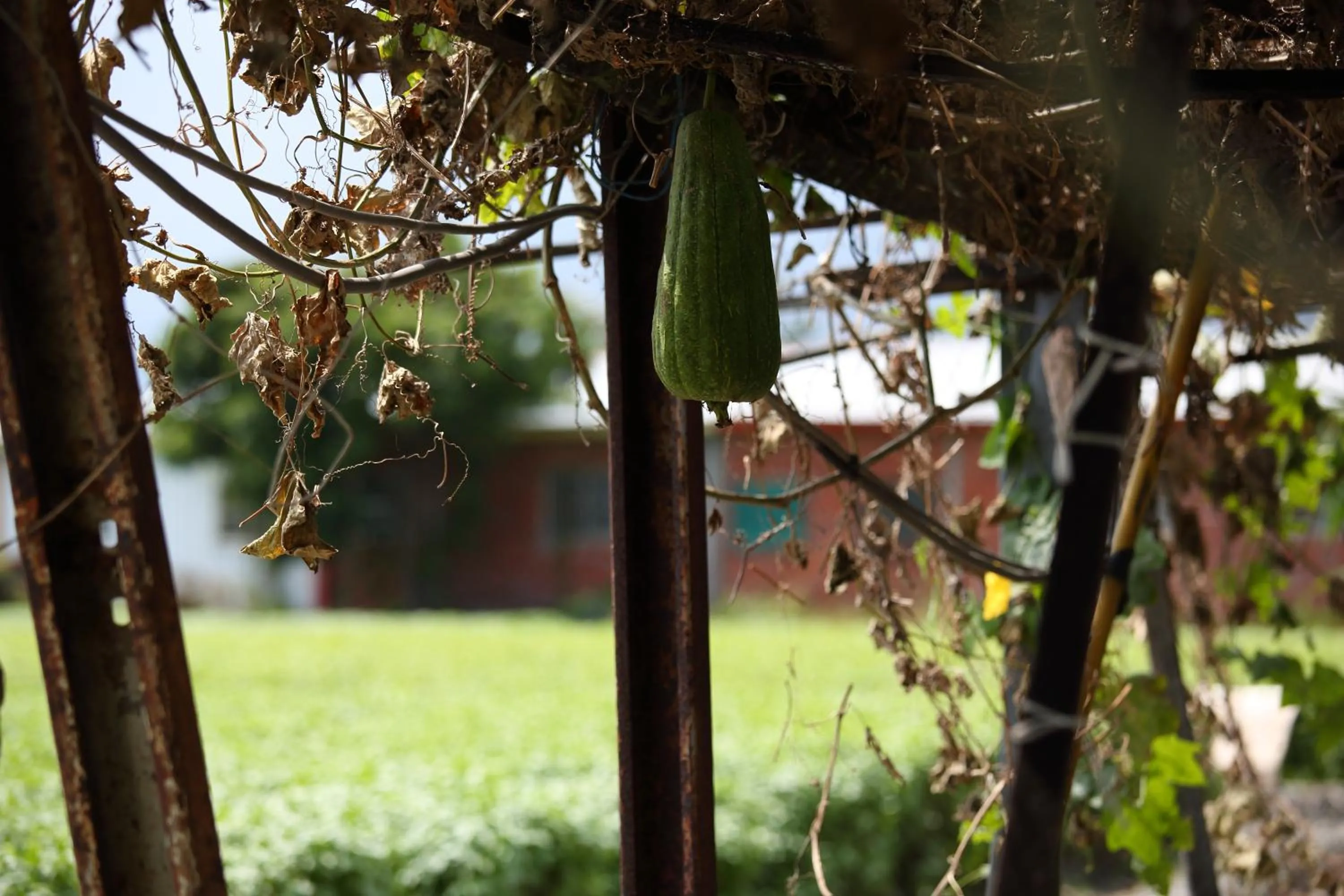 Natural landscape in Ttdropin Homestay