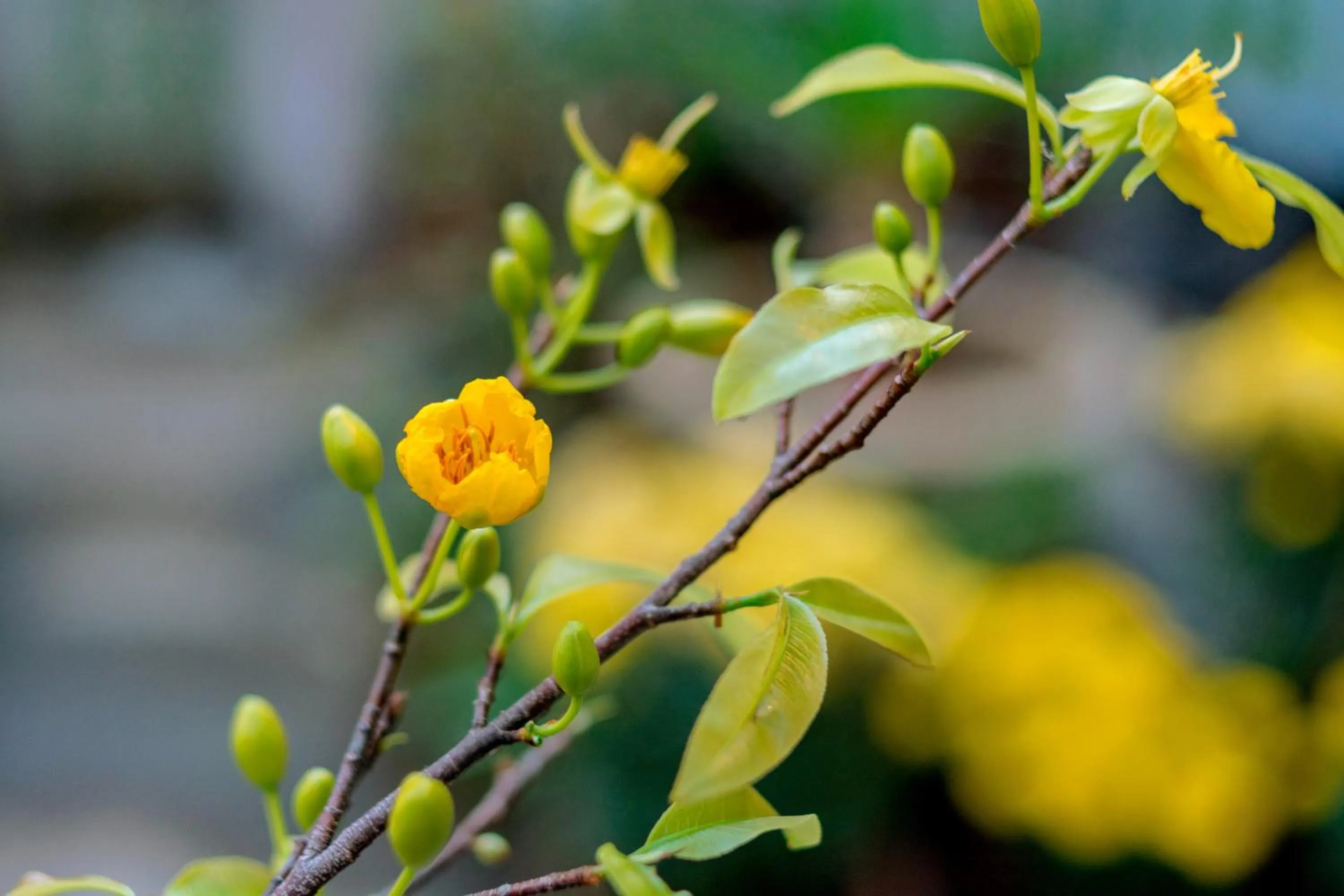 Garden view in B'Lan Riverside Villa