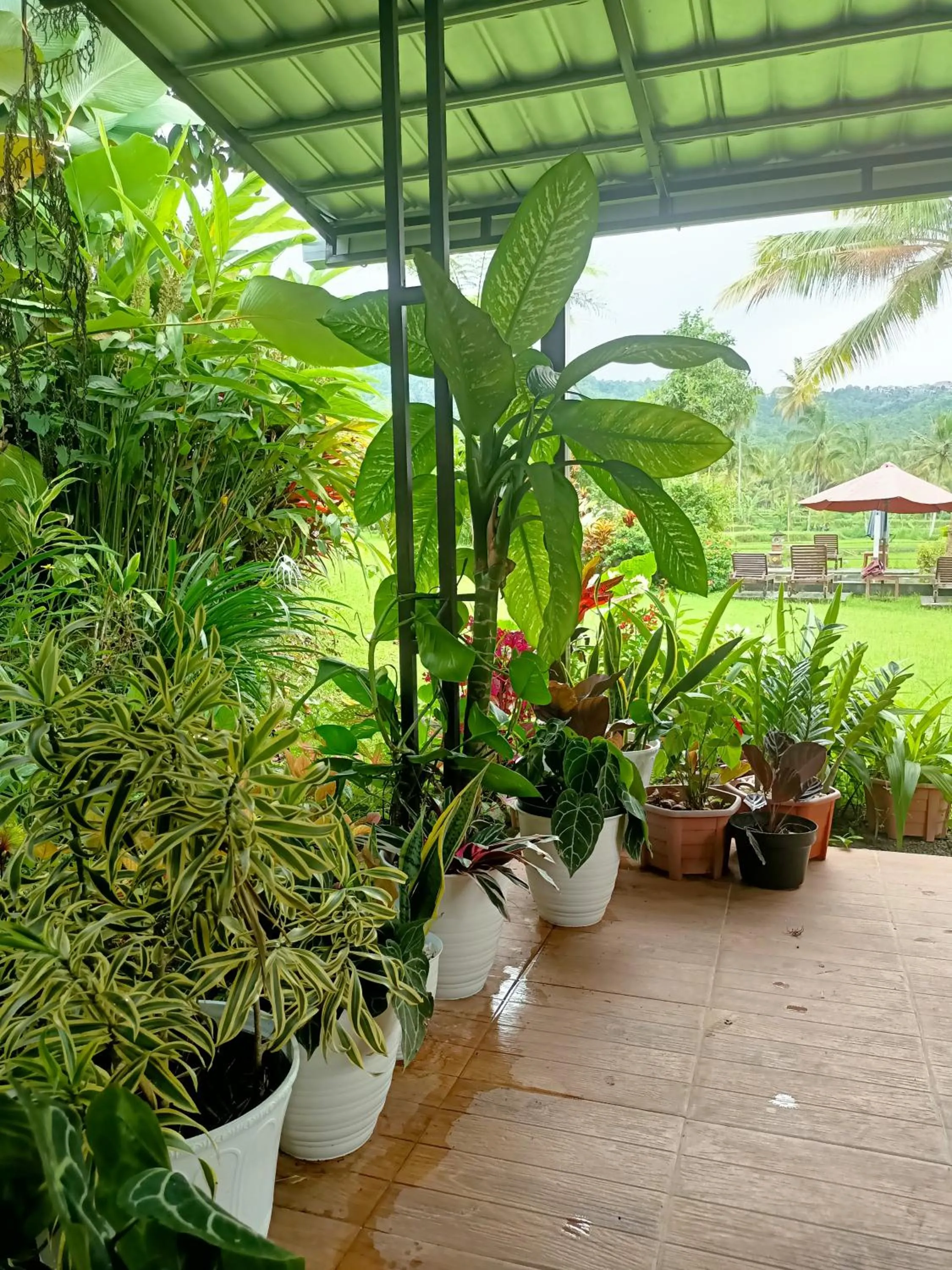 Patio in Amartya Puri Green Cottages