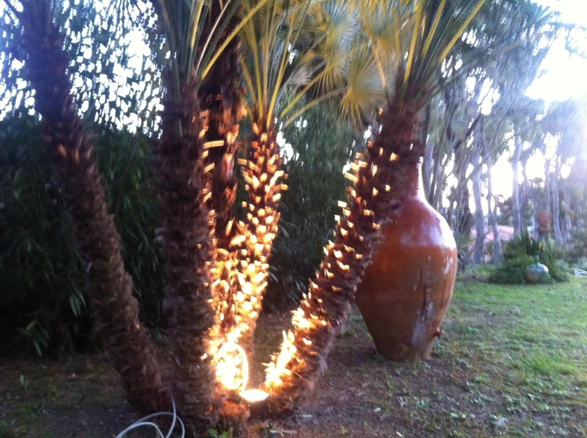 Garden in Villa Ghirardelli