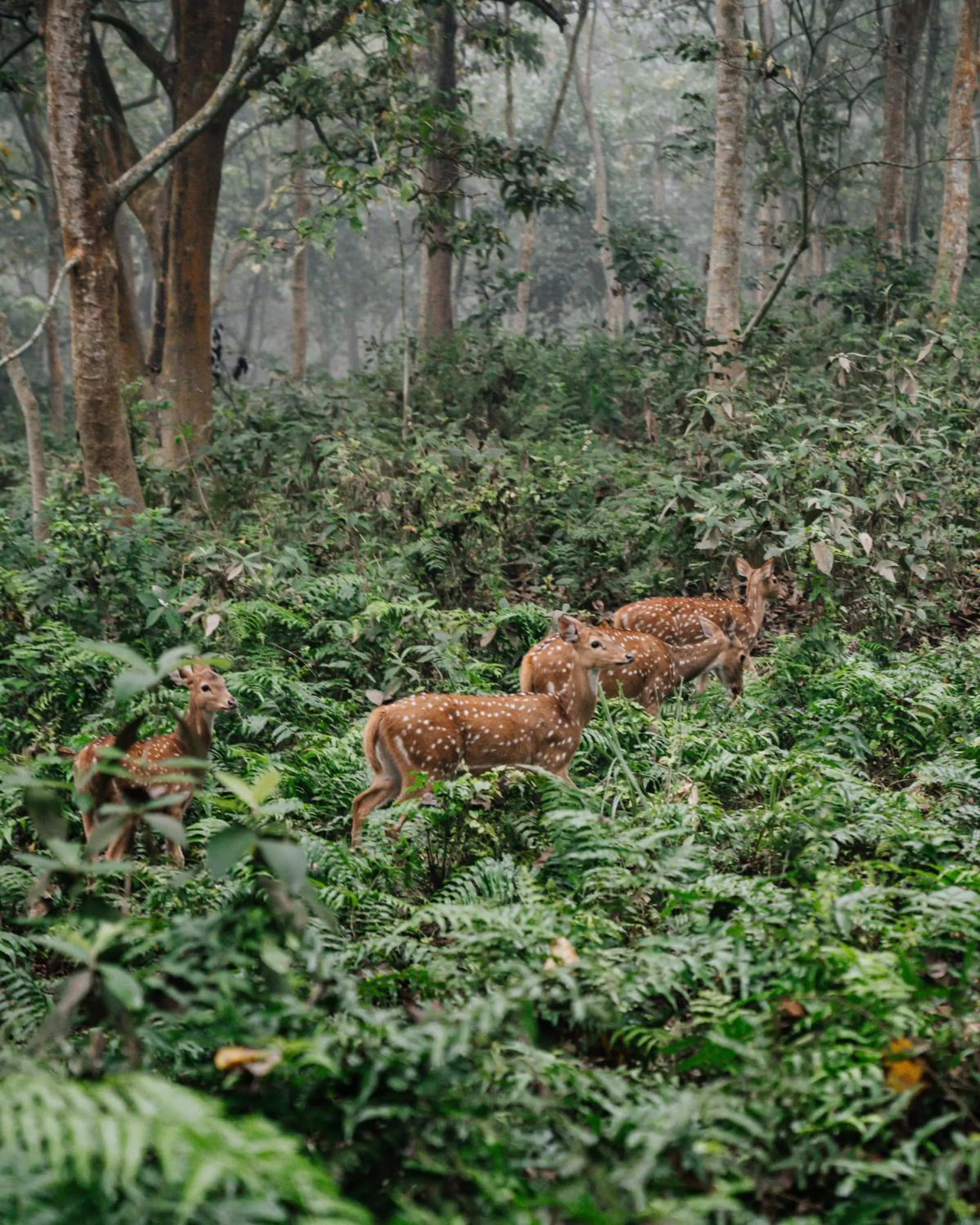 Day in Kasara Chitwan