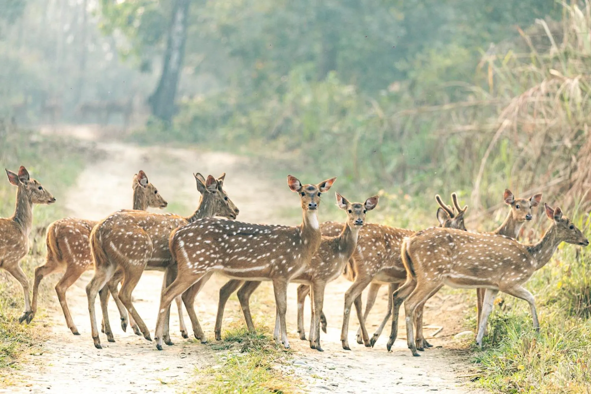 Nearby landmark in Kasara Chitwan