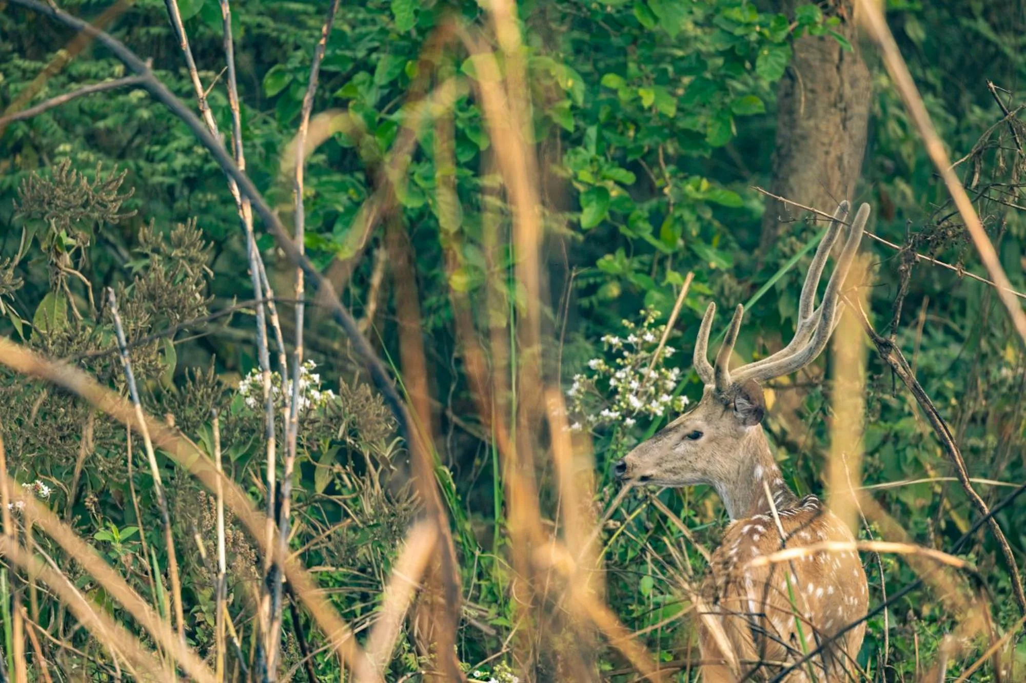 Activities in Kasara Chitwan