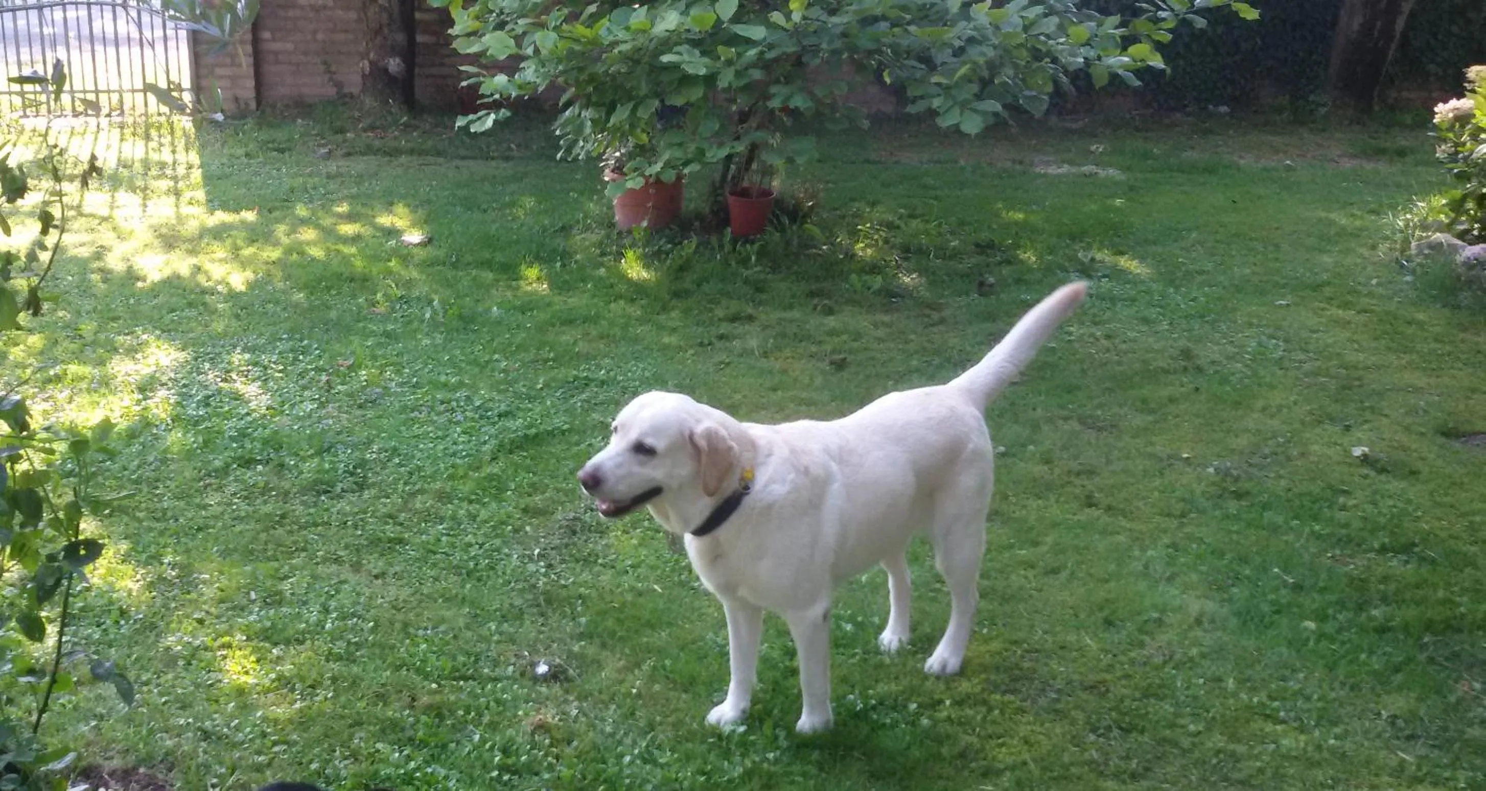 Pets in Fiori Di Maggio