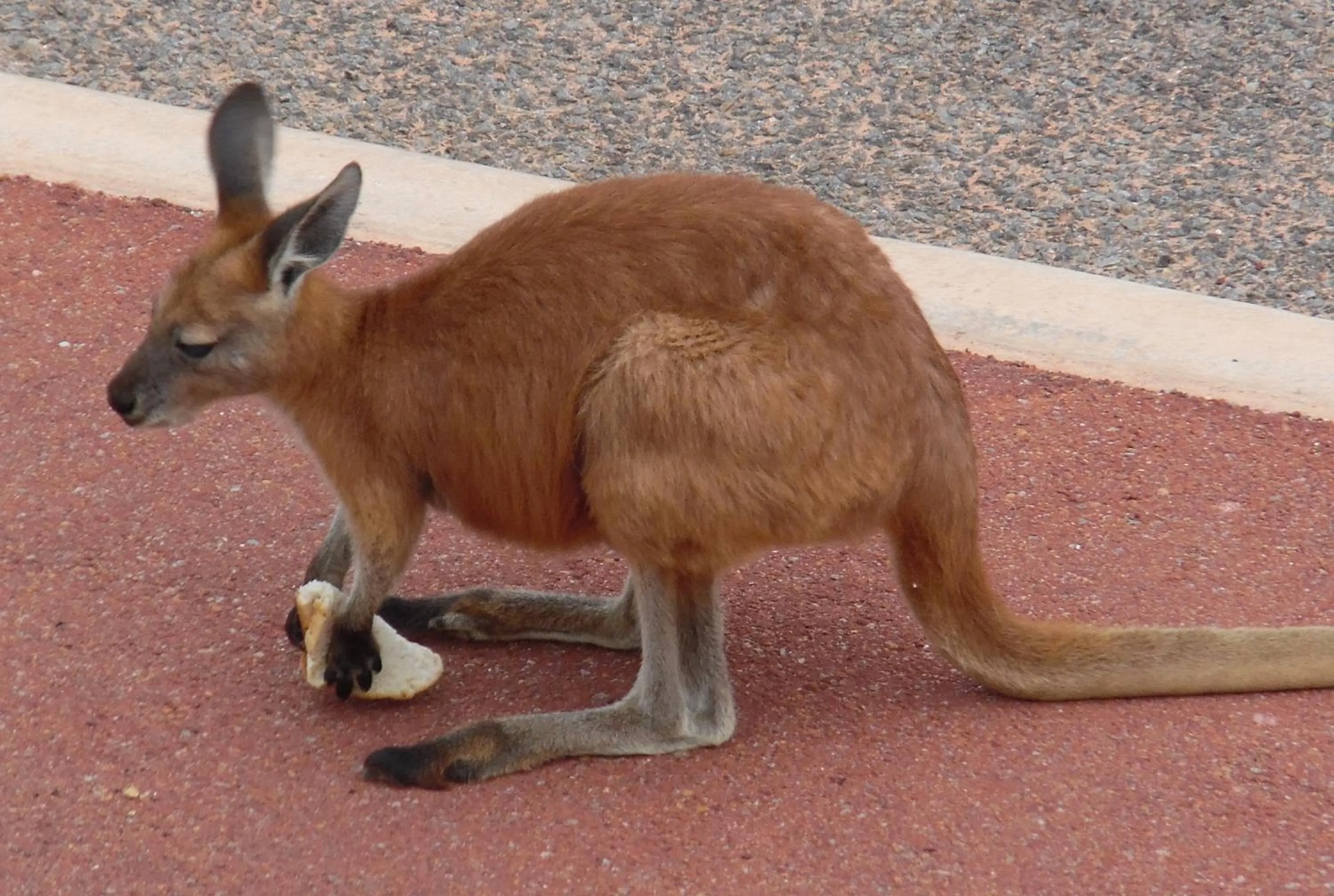 View (from property/room) in On the Deck @ Shark Bay