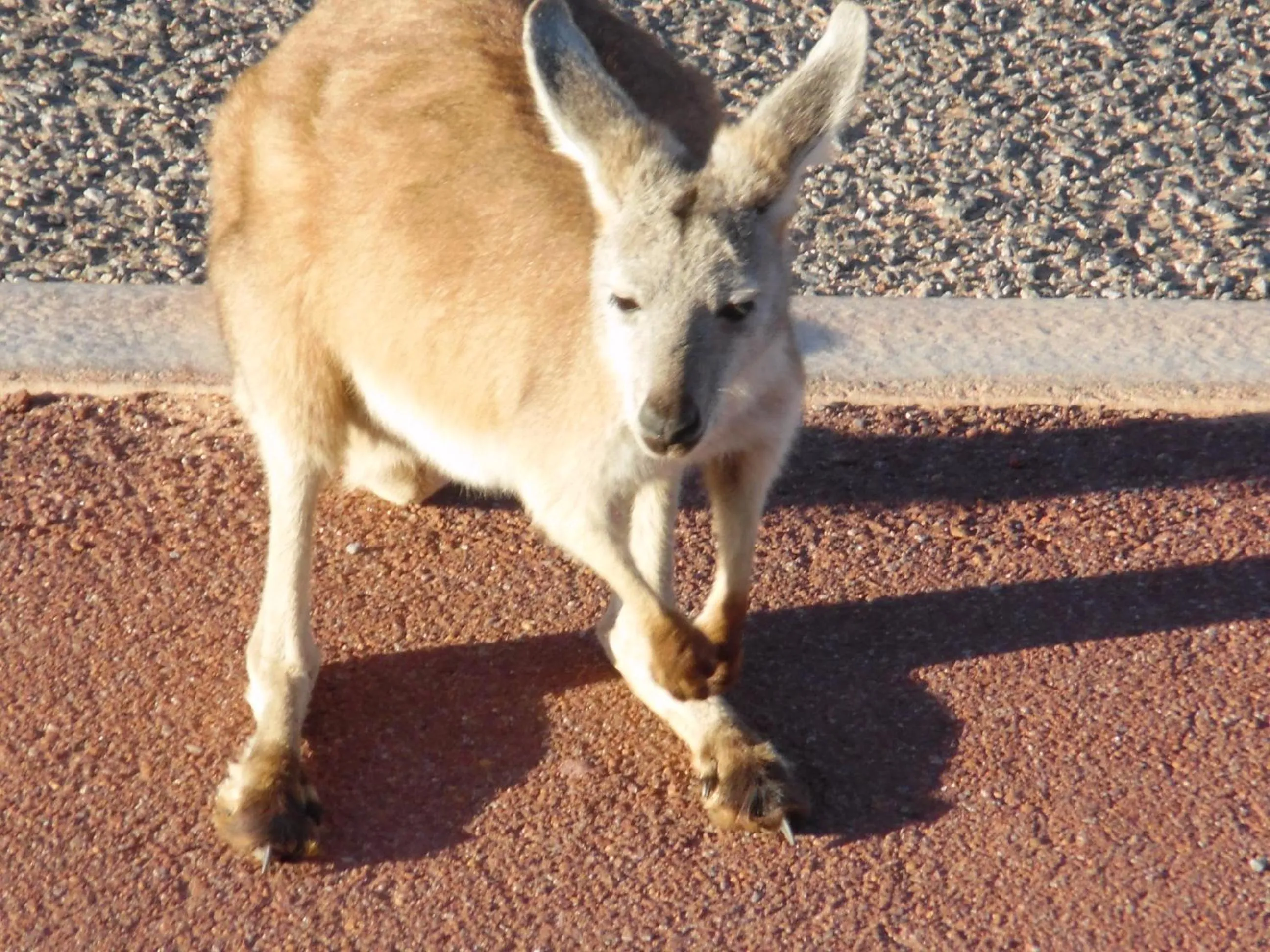 Animals in On the Deck @ Shark Bay
