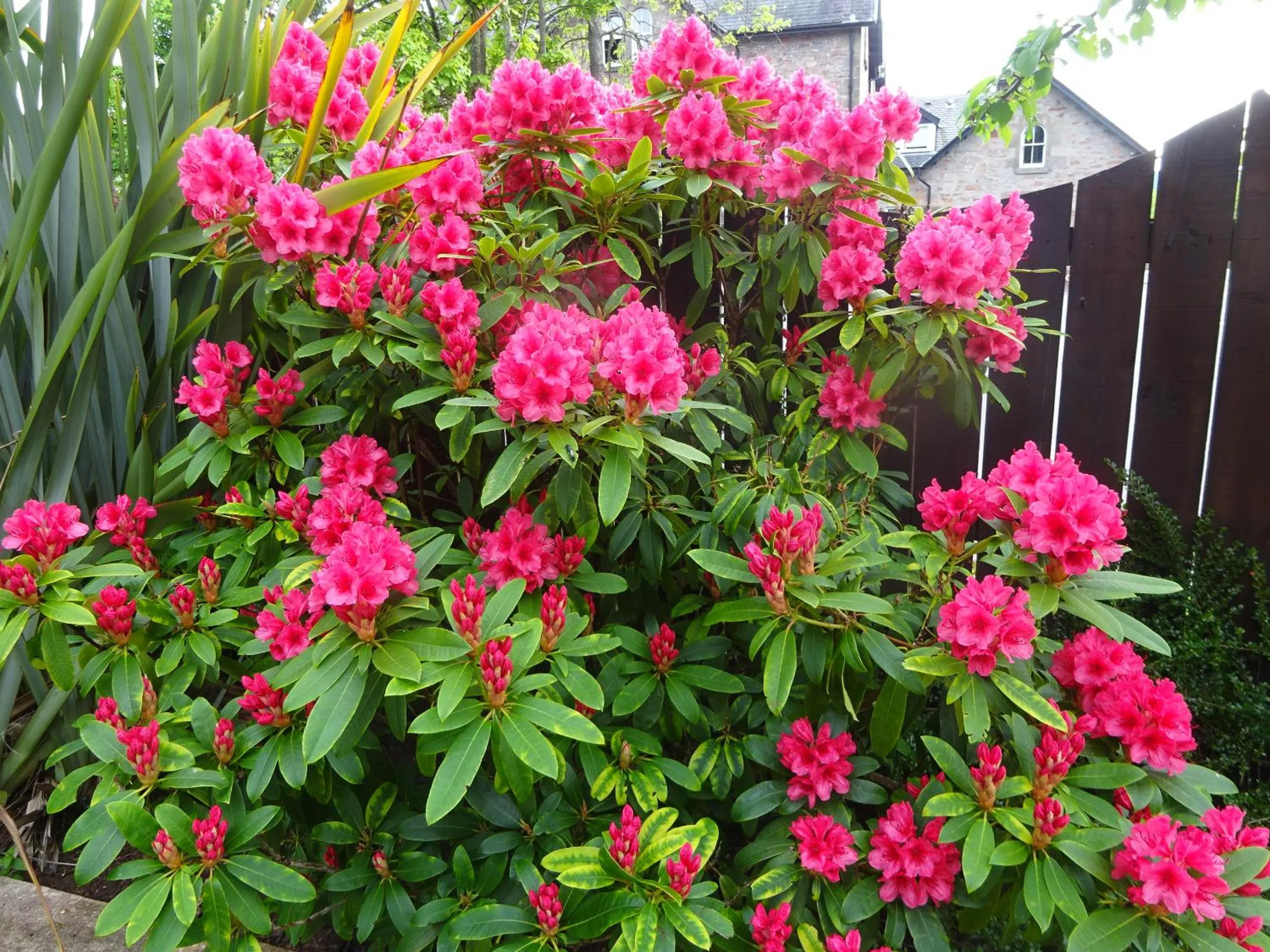 Garden in Culliss House B&B