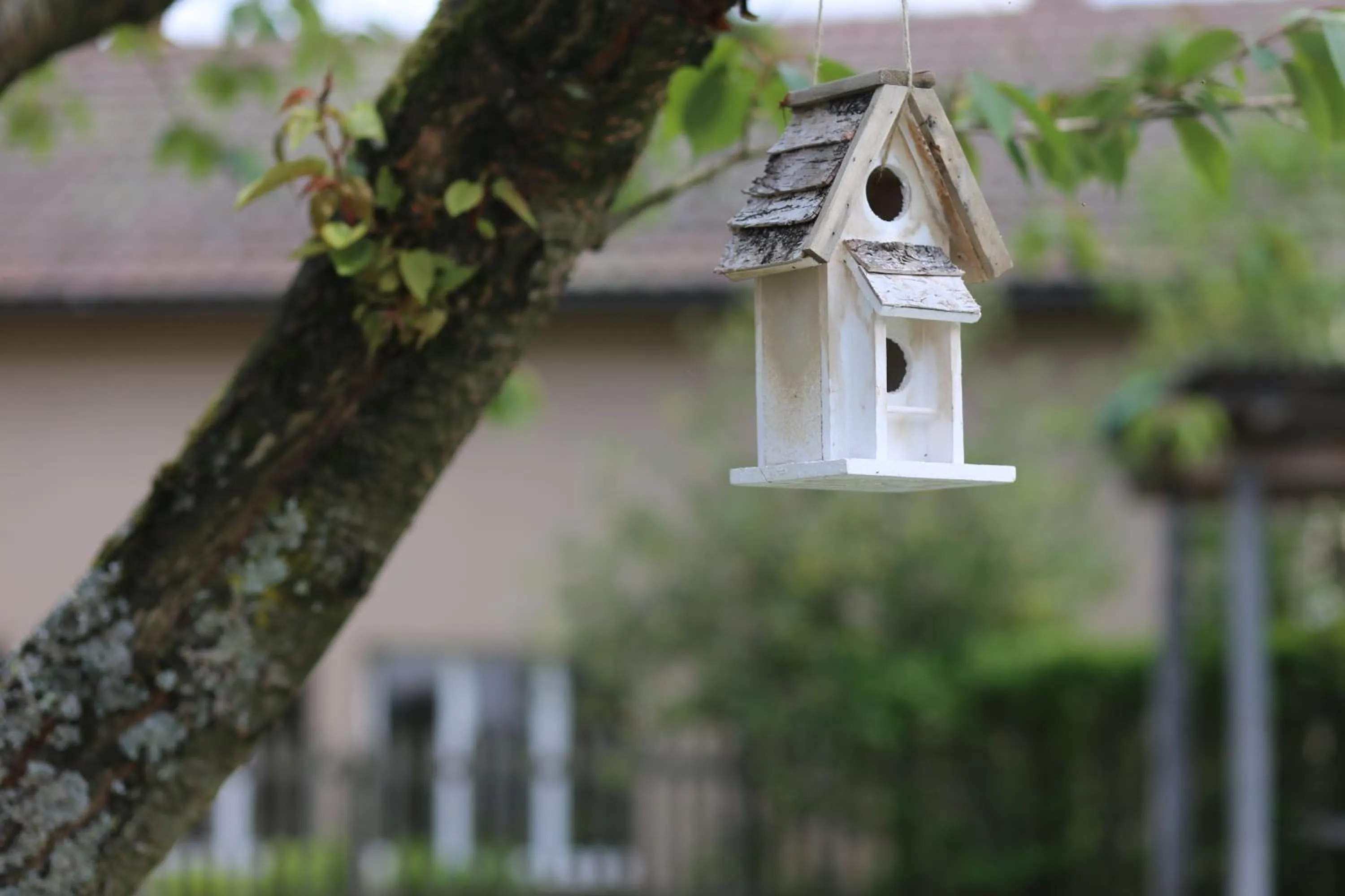 Pets in Ferienhotel Bodensee