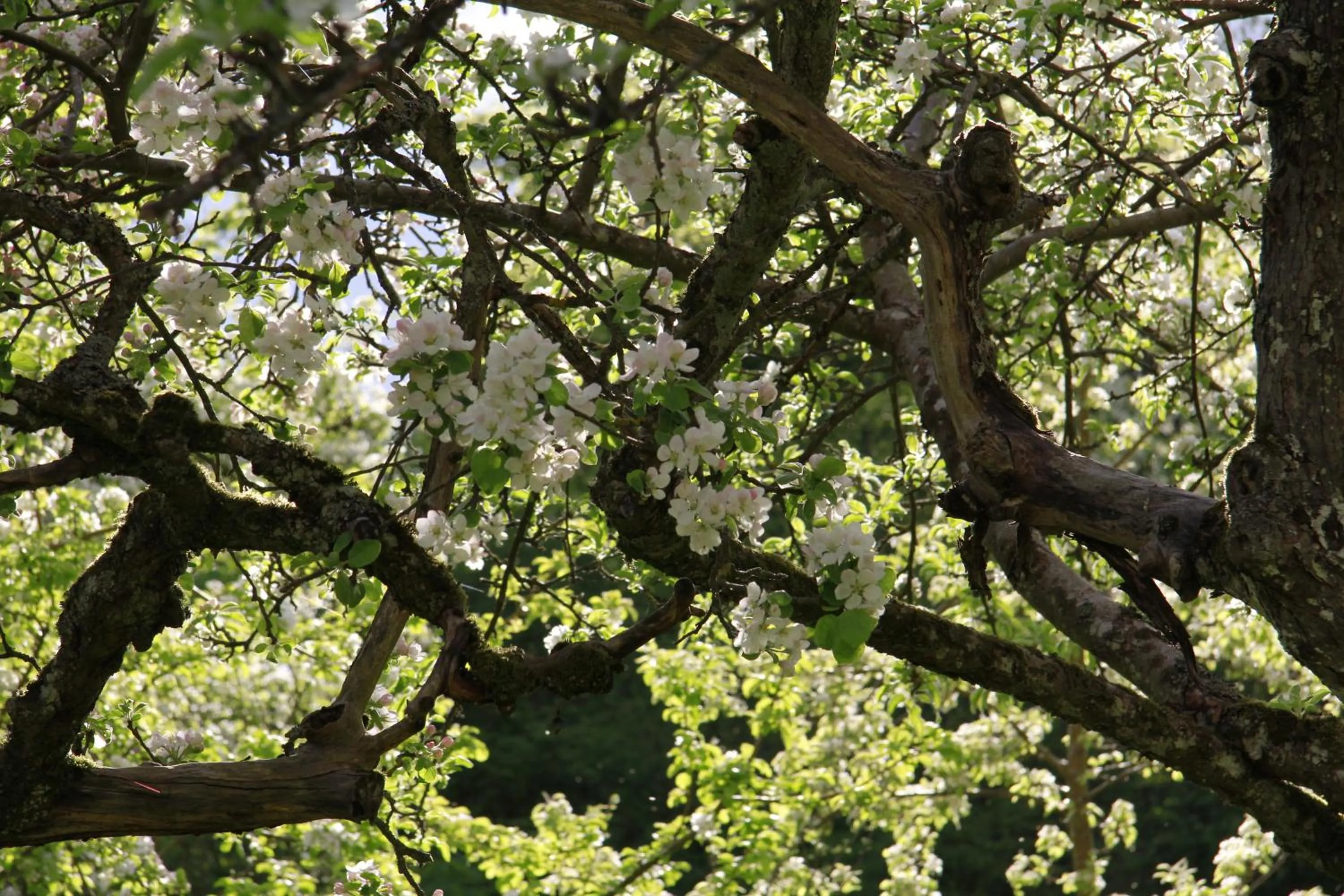 Garden in Vemmetofte Præstegård