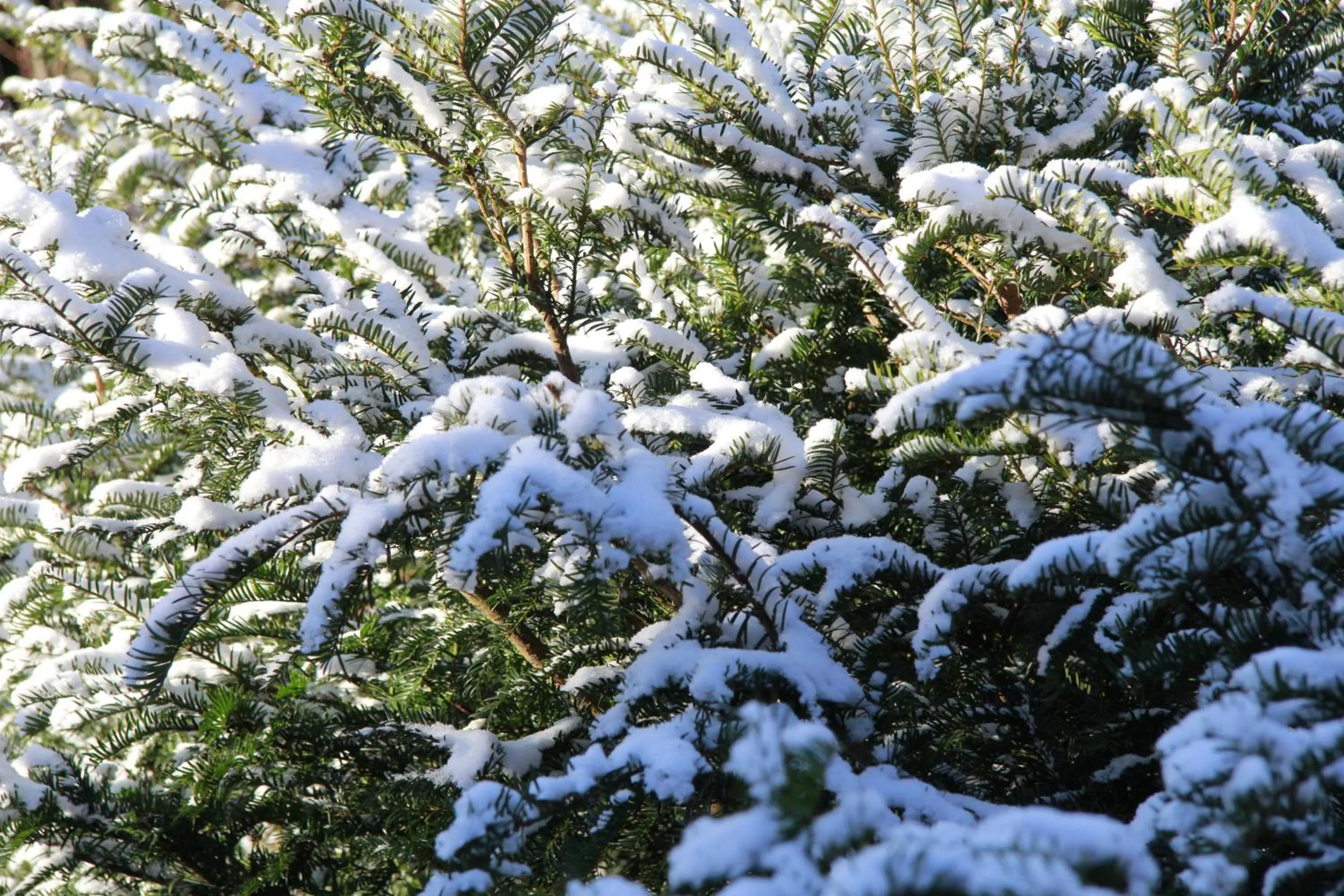 Winter in Vemmetofte Præstegård