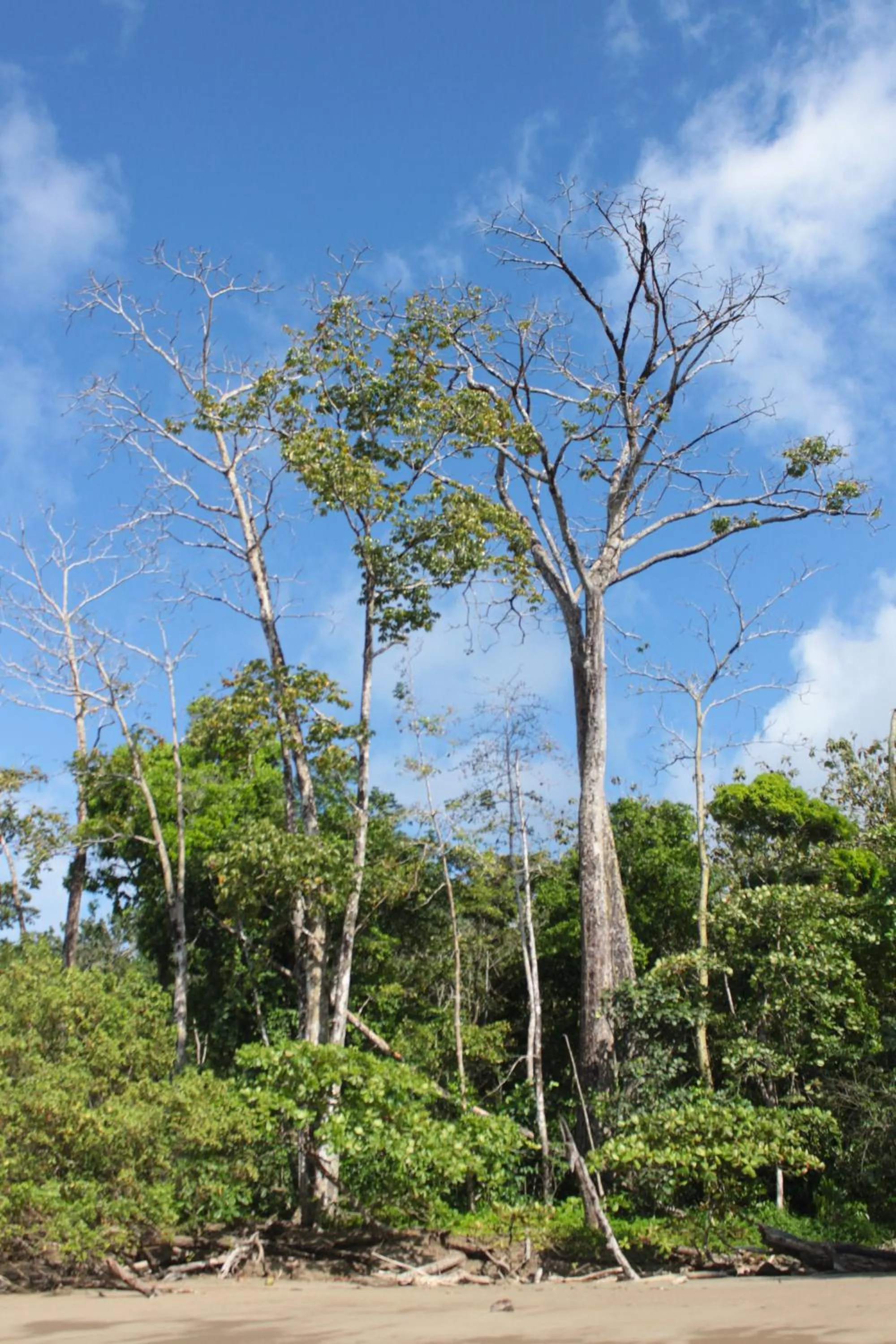 Natural landscape in Casa Horizontes Corcovado