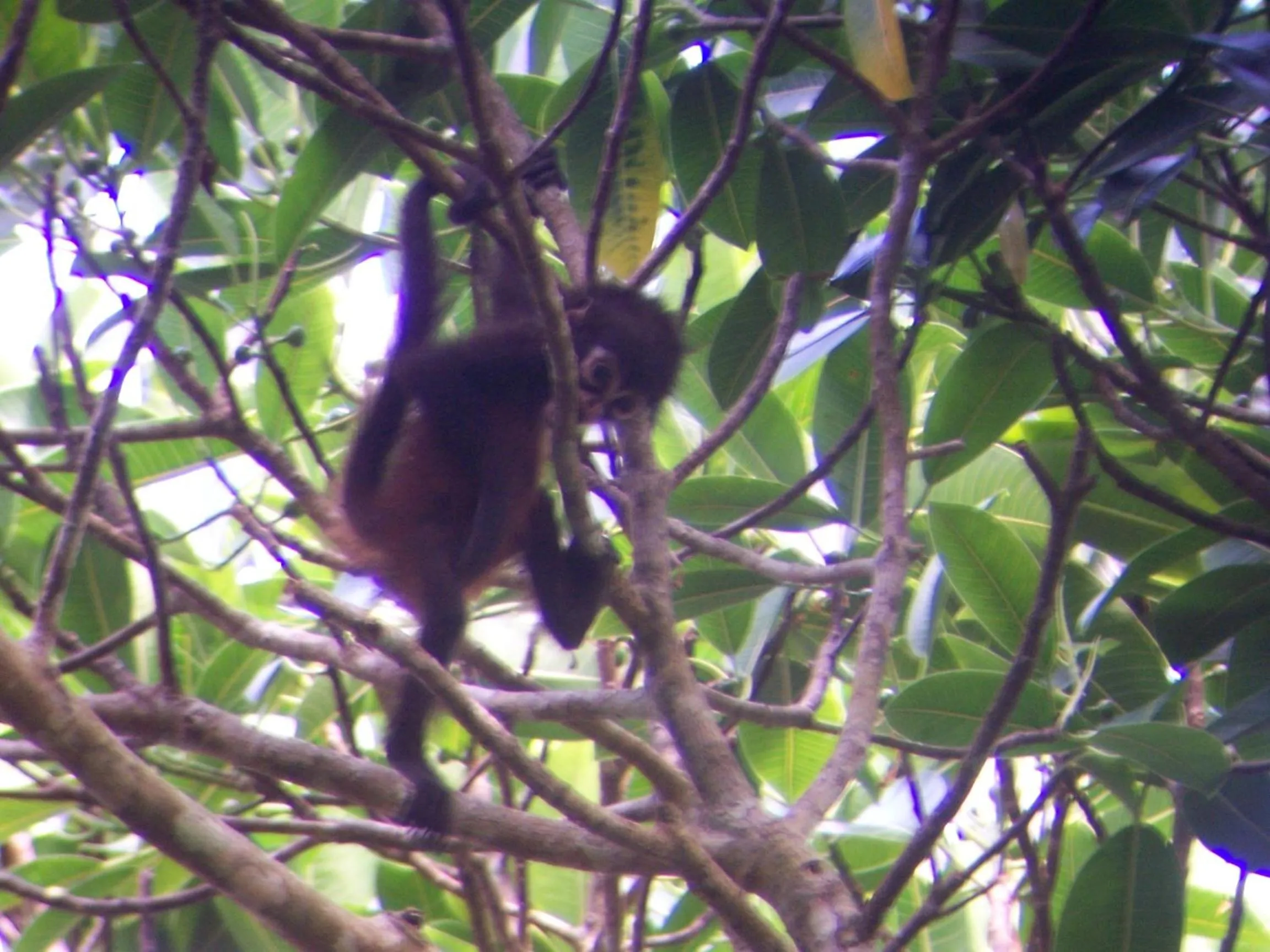 Animals in Casa Horizontes Corcovado
