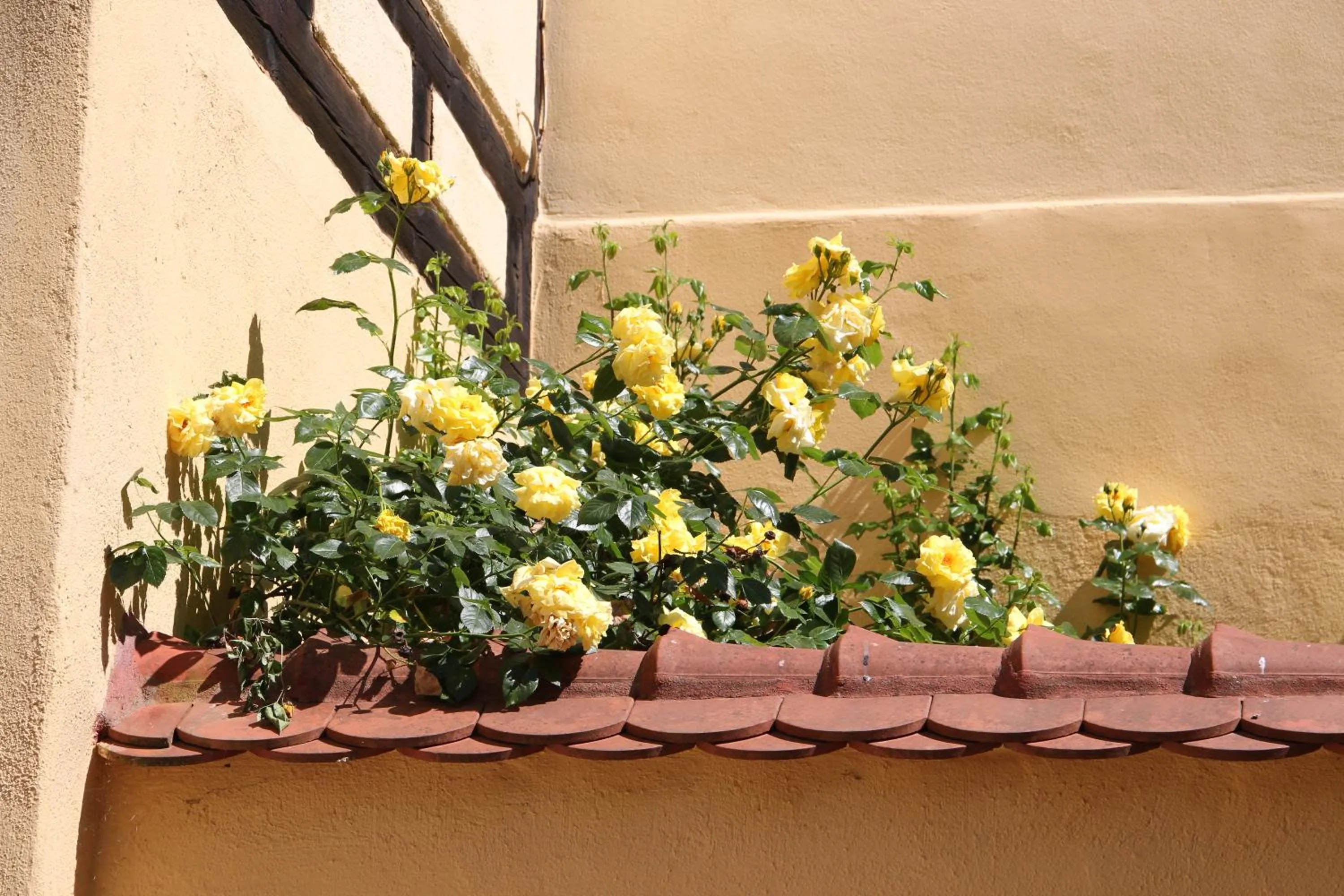 Patio in Altstadtpalais im Sand