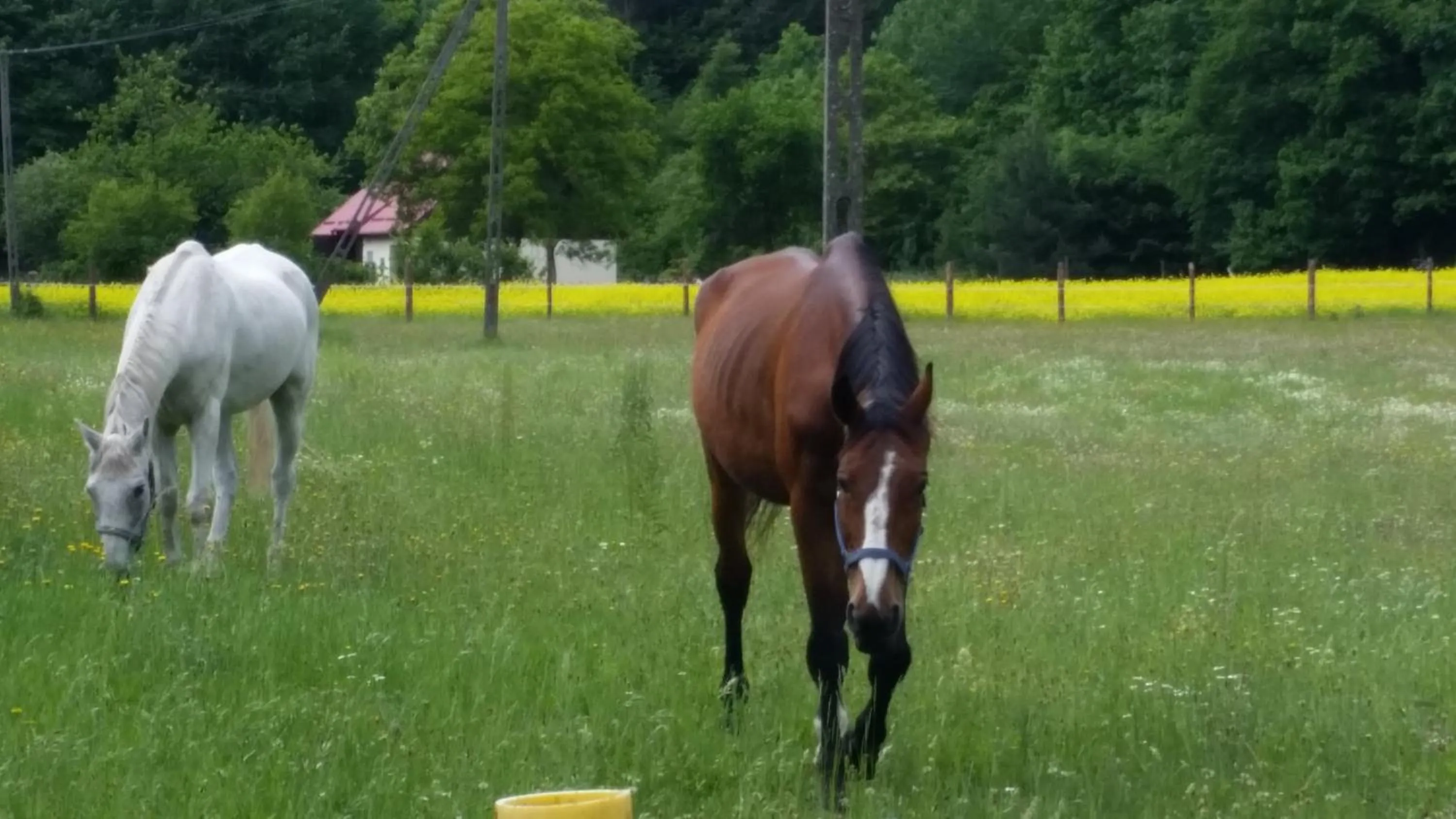 Horse-riding in Sopot Apartment SA