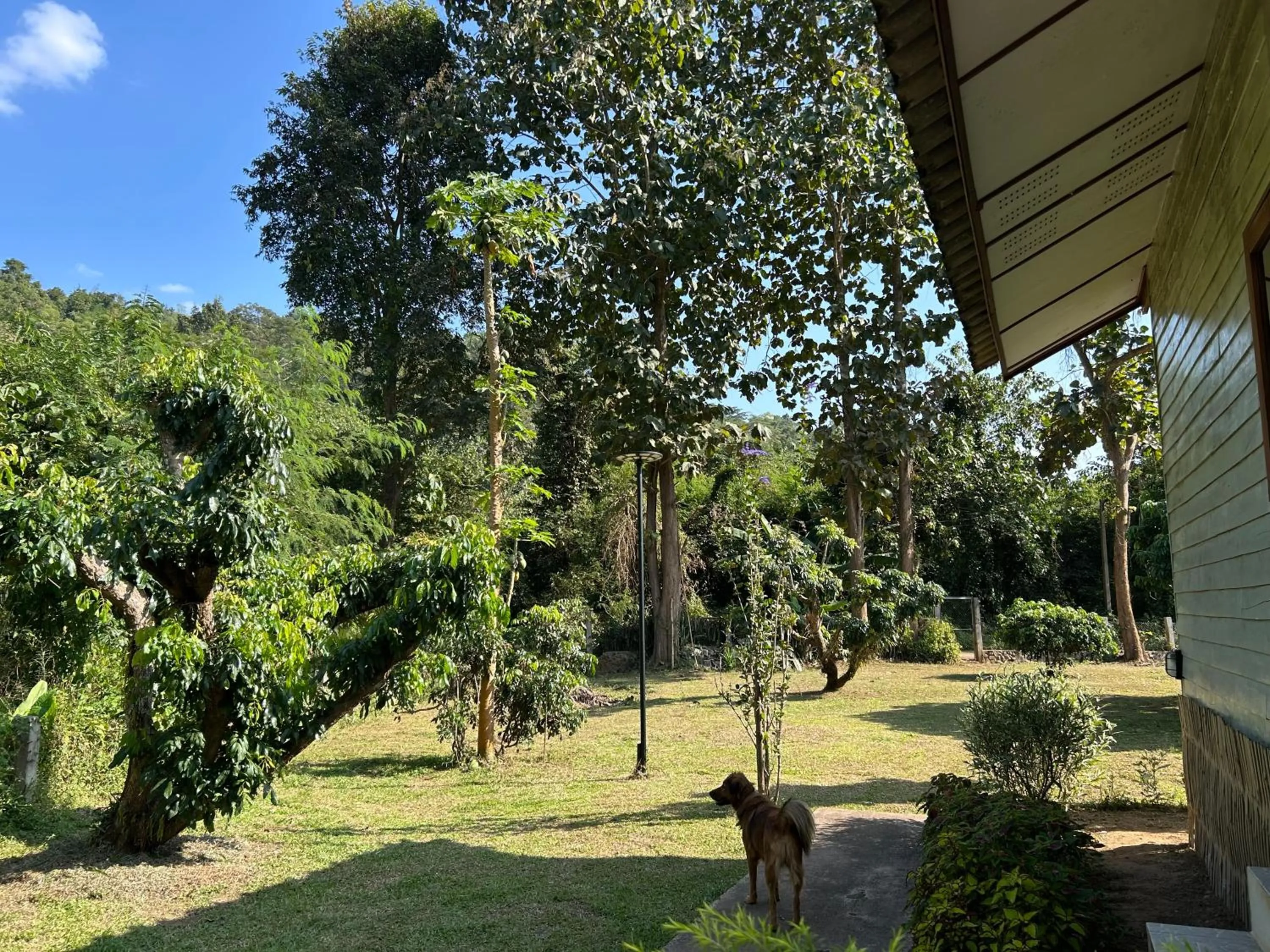 At Home Chiang Dao, Pooch Lovers