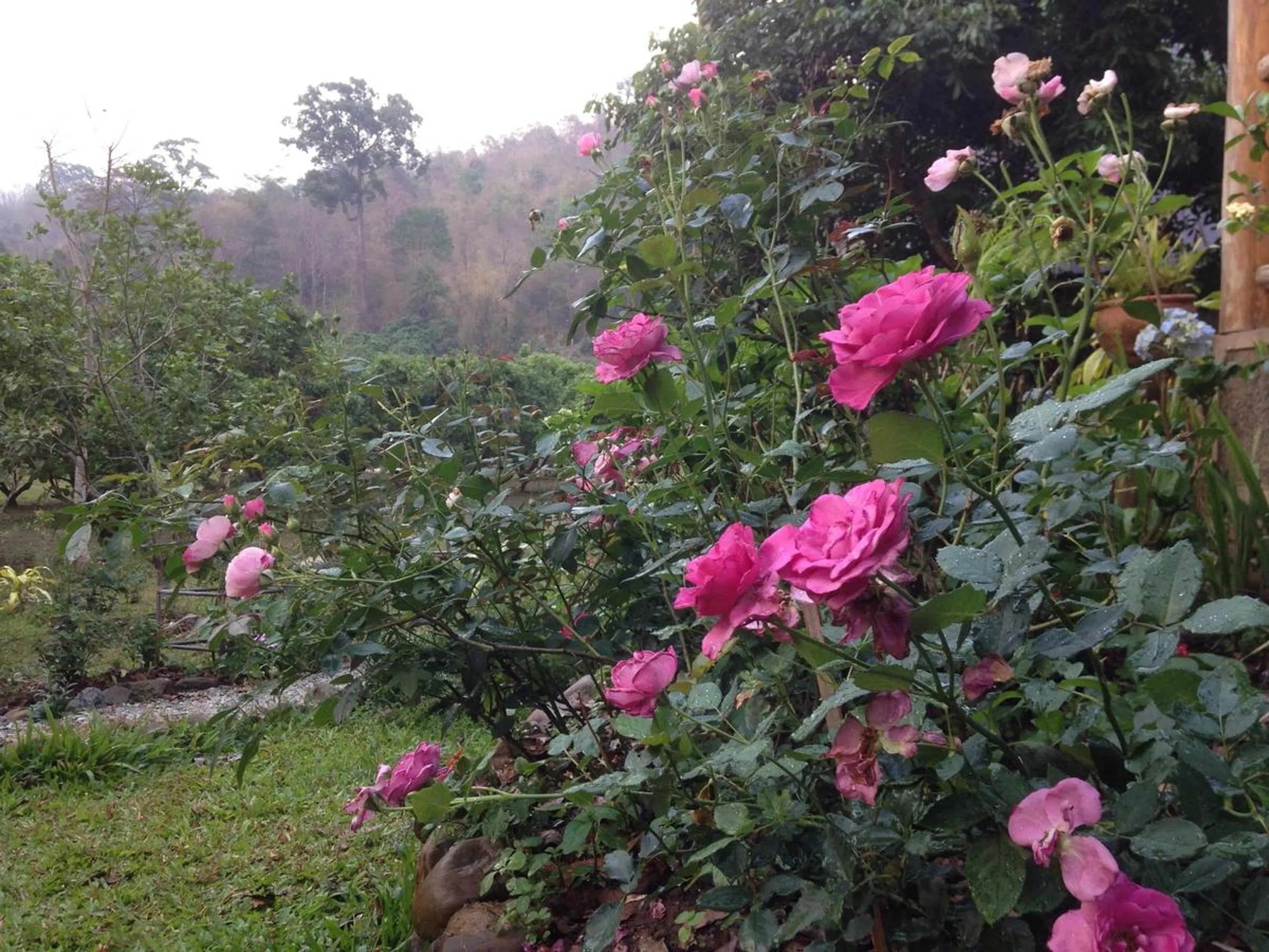 Garden in At Home Chiang Dao, Pooch Lovers