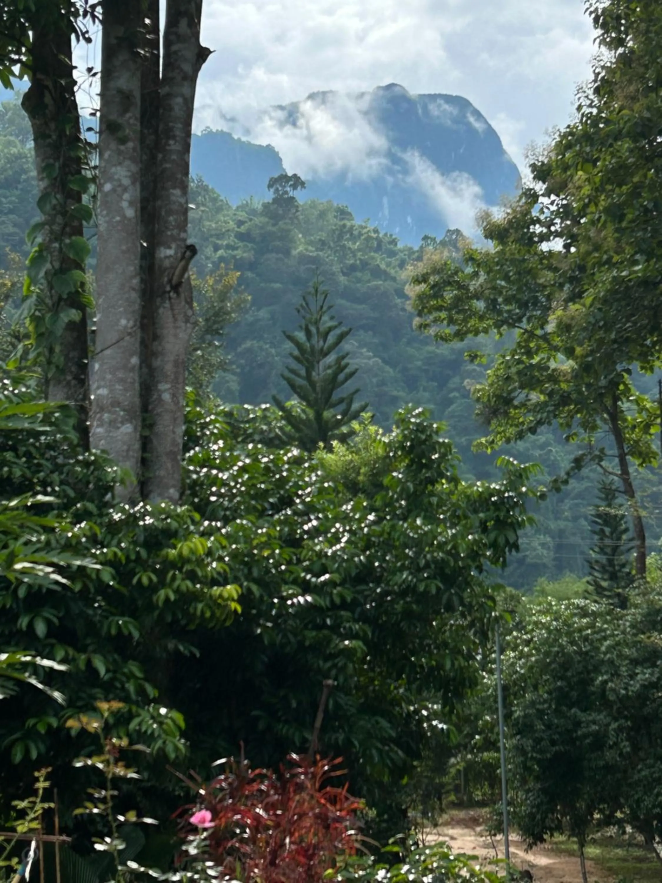 At Home Chiang Dao, Pooch Lovers