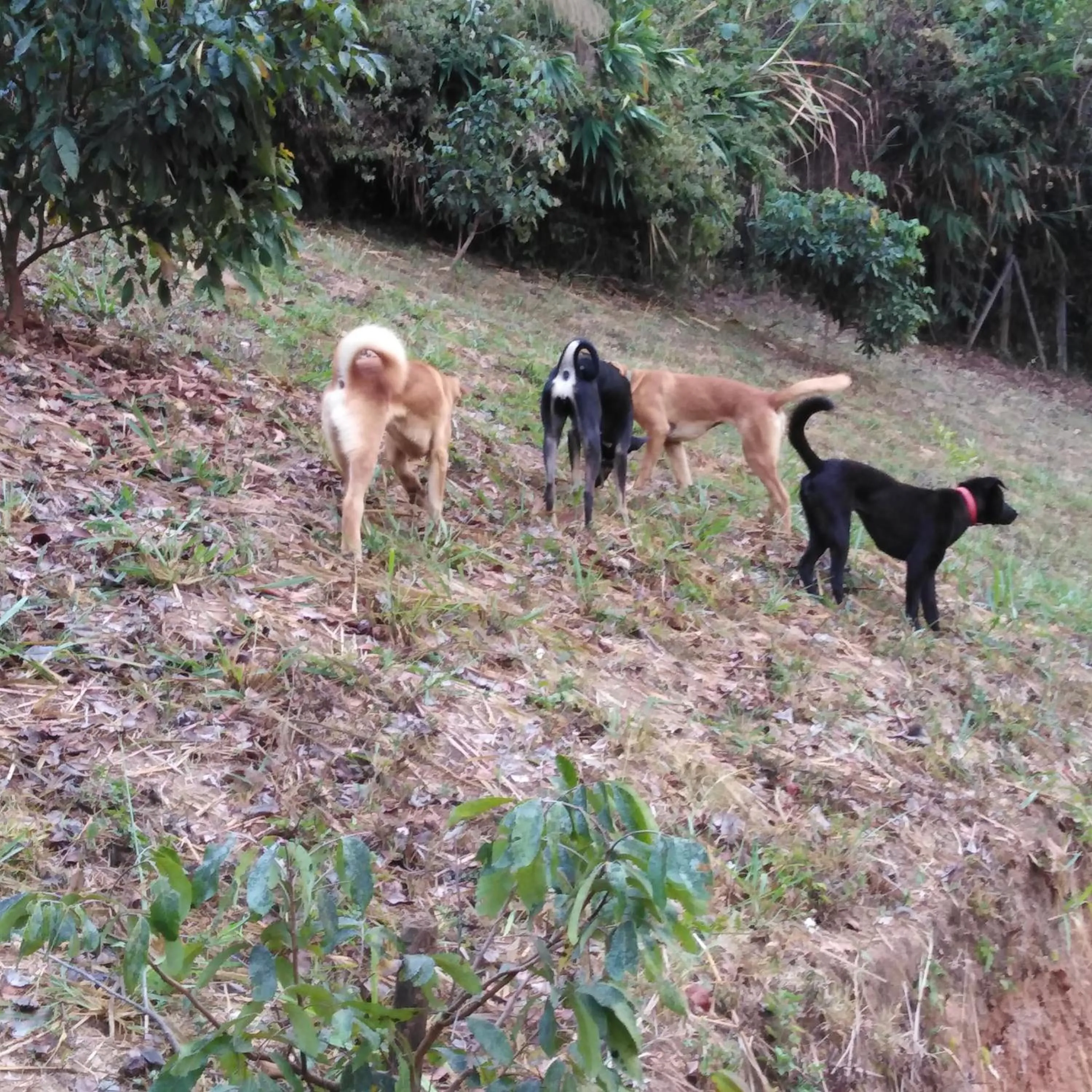 Pets in At Home Chiang Dao, Pooch Lovers