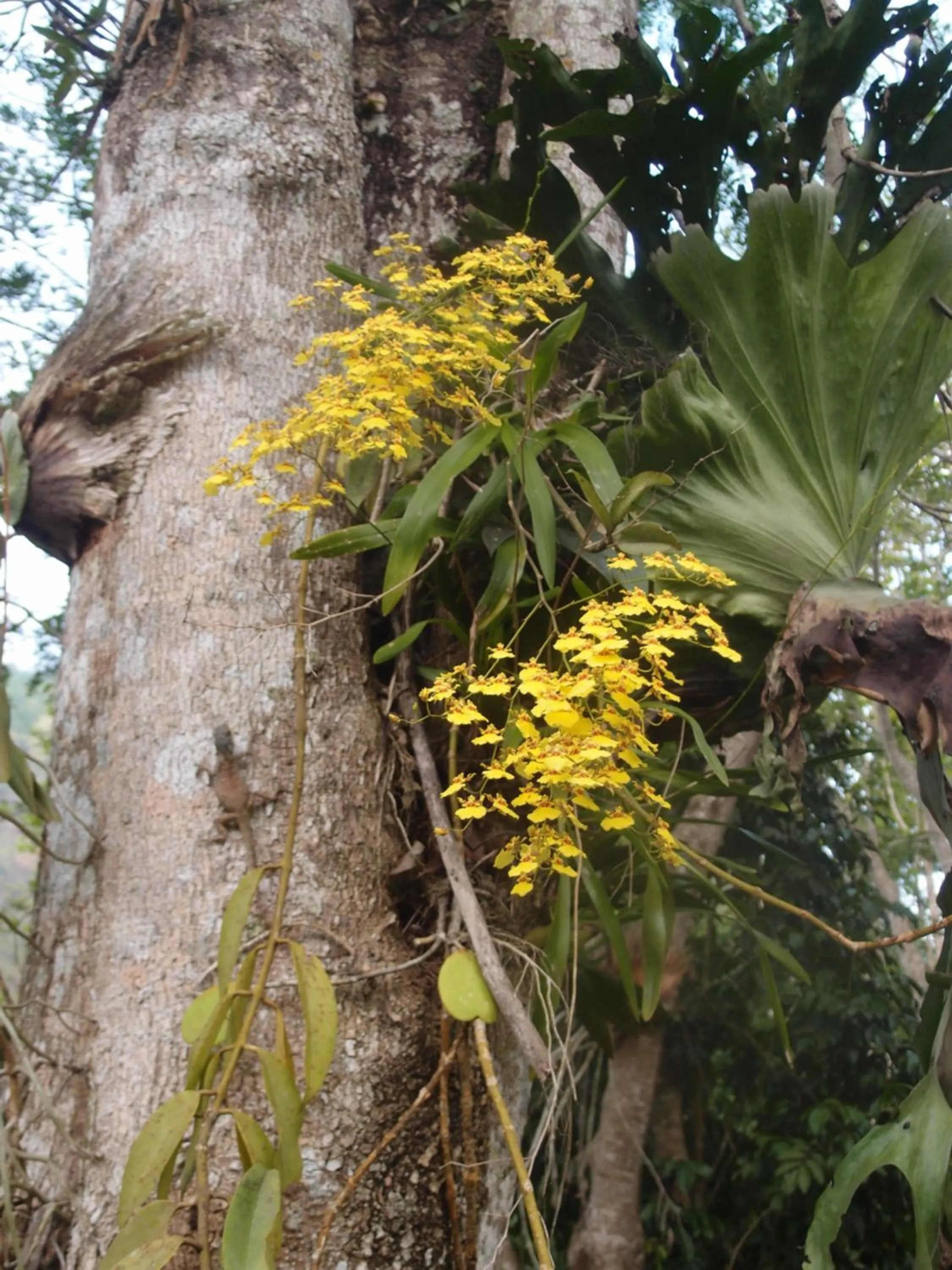At Home Chiang Dao, Pooch Lovers