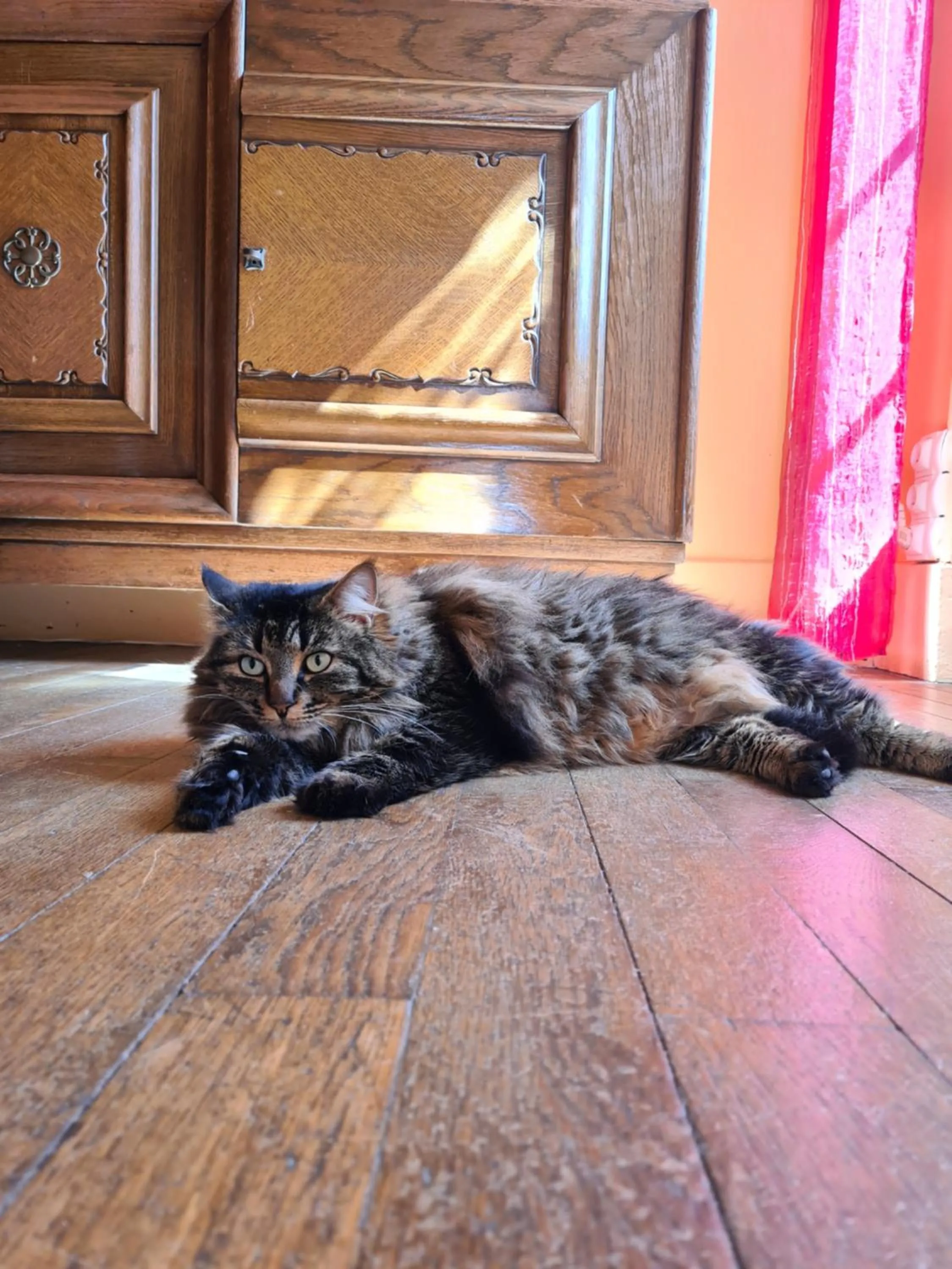 Pets in Château de Villeneuve - Montolieu