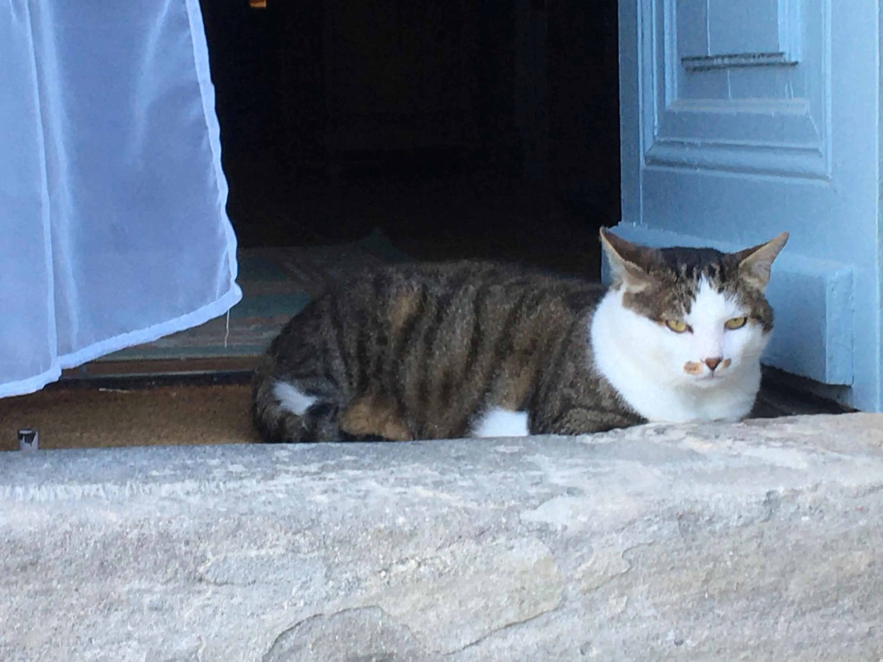 Pets in Château de Villeneuve - Montolieu