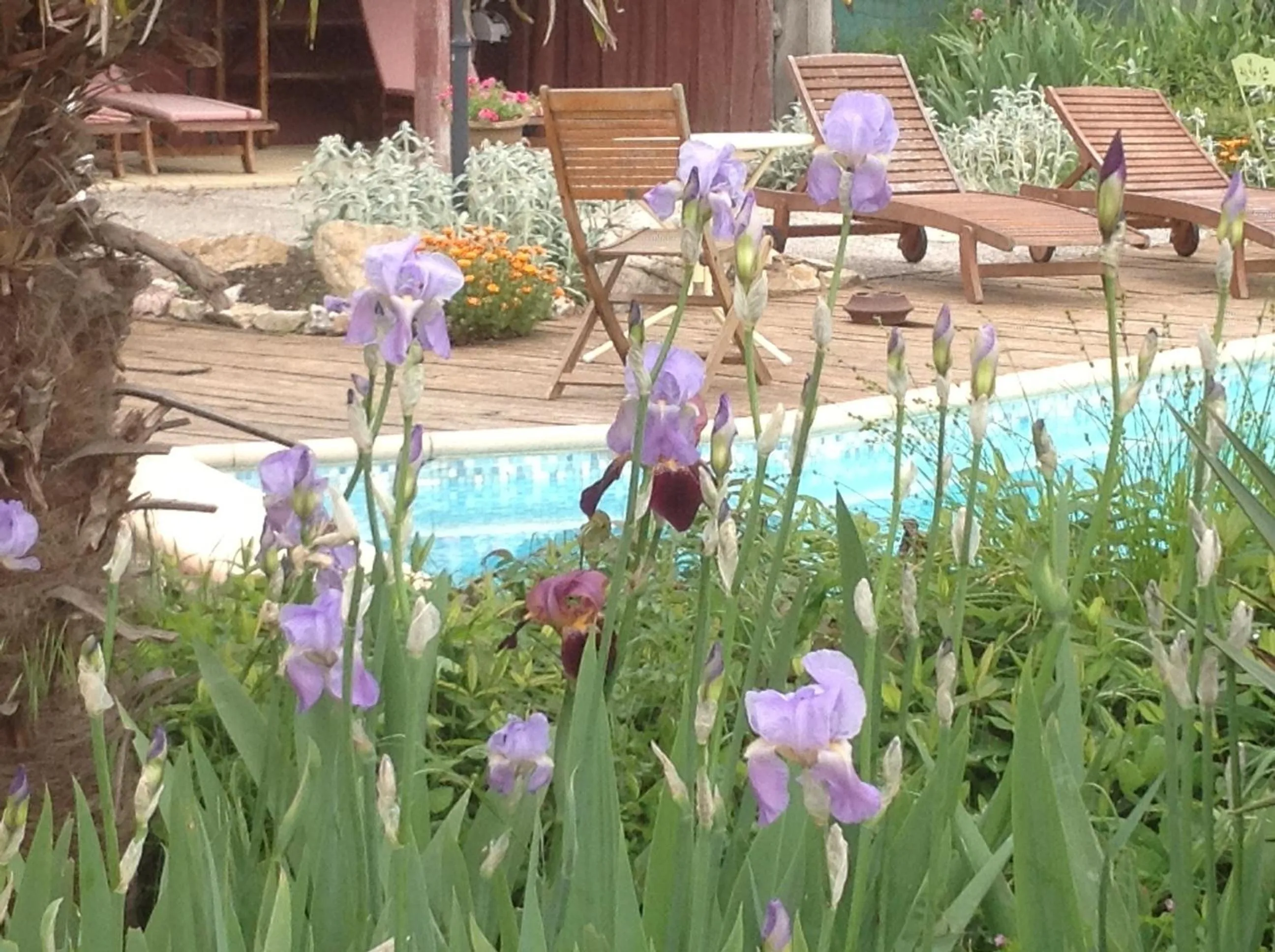 Swimming pool in Château de Villeneuve - Montolieu