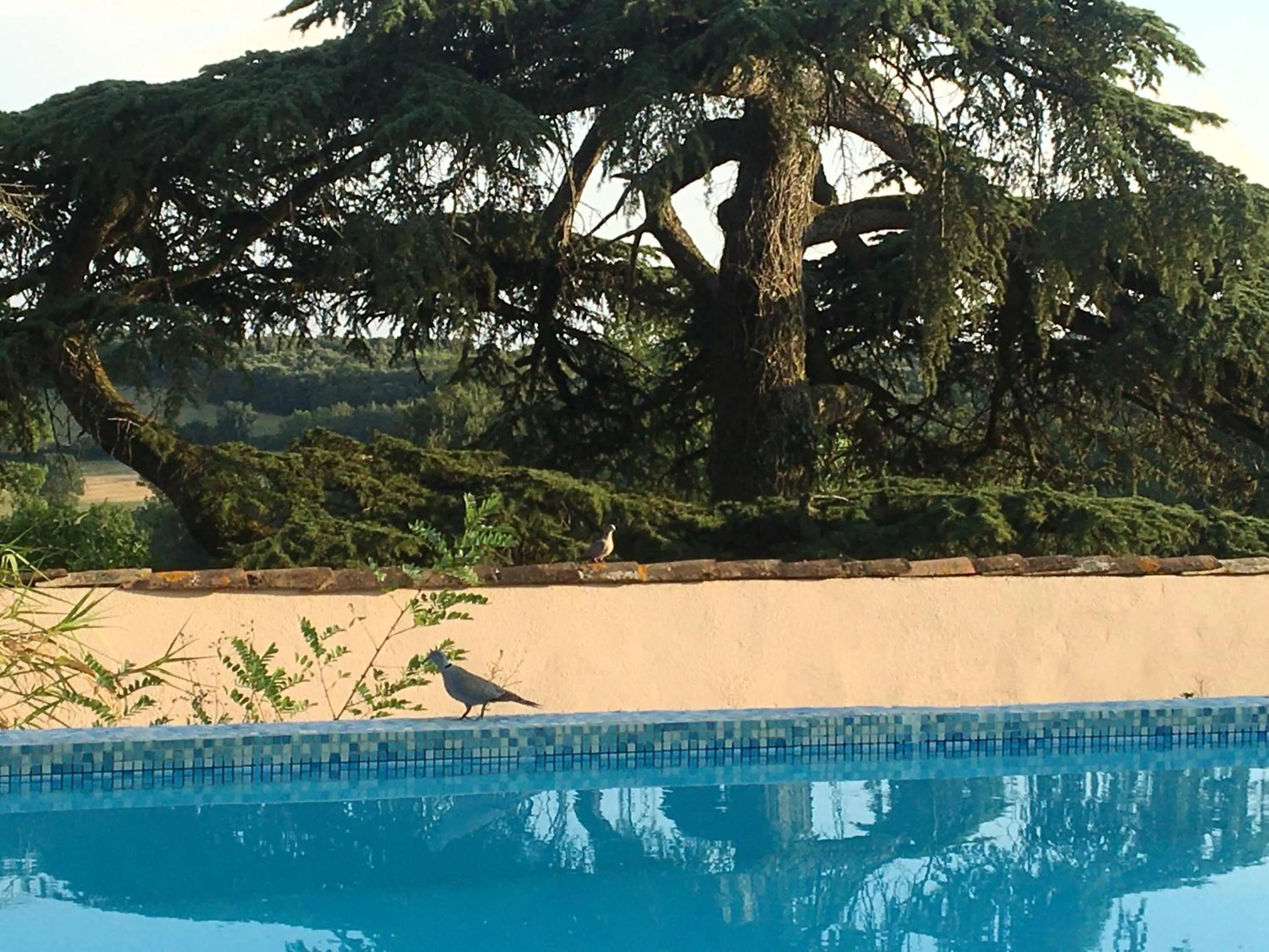 Swimming pool in Château de Villeneuve - Montolieu