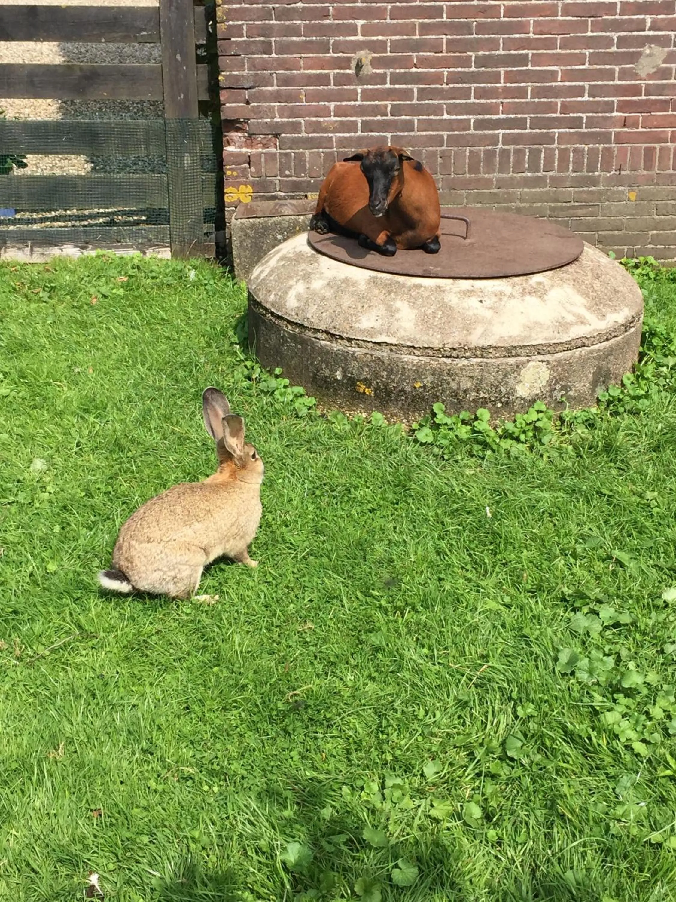 Garden in Droomgaerd