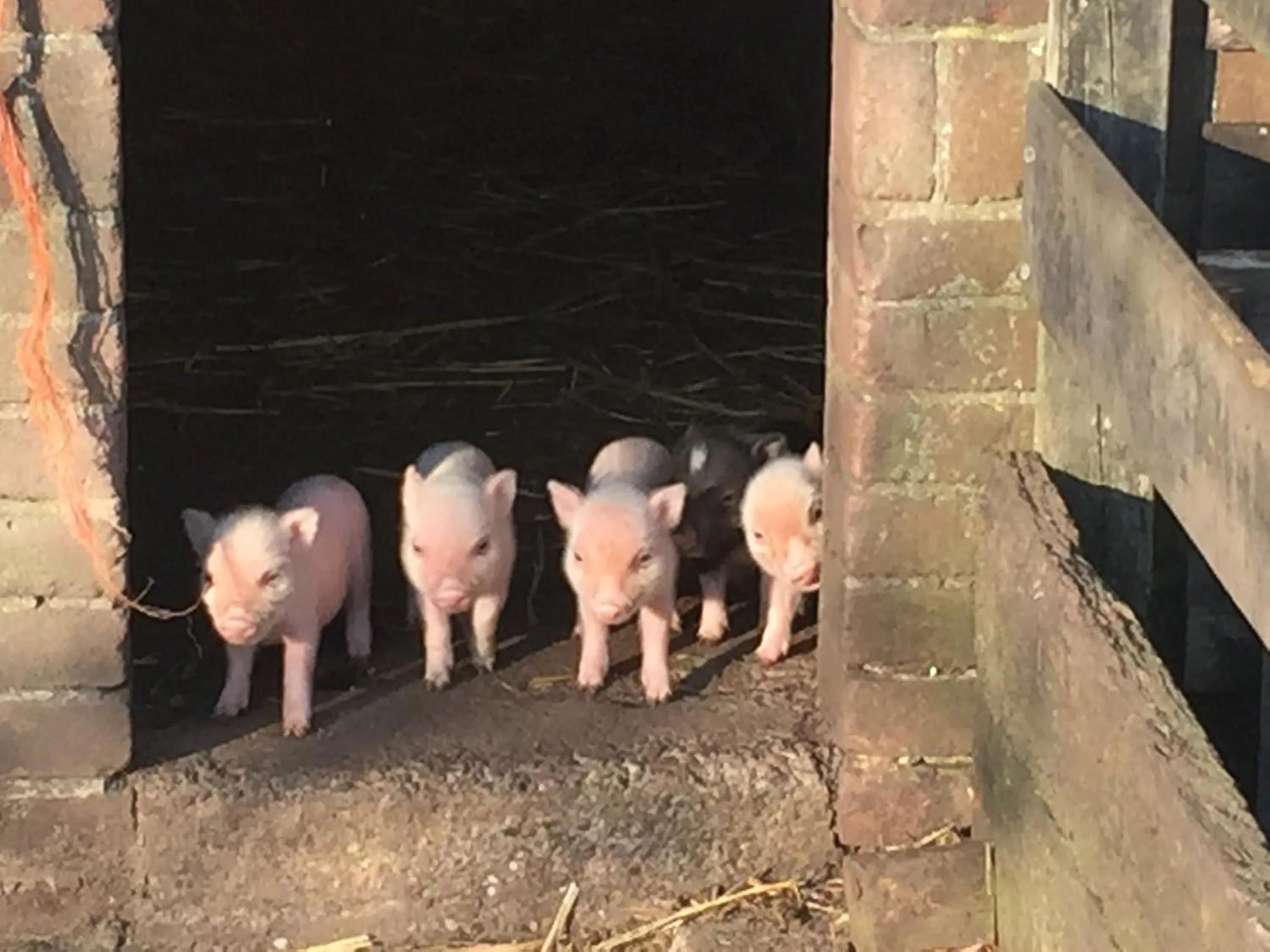 Garden in Droomgaerd