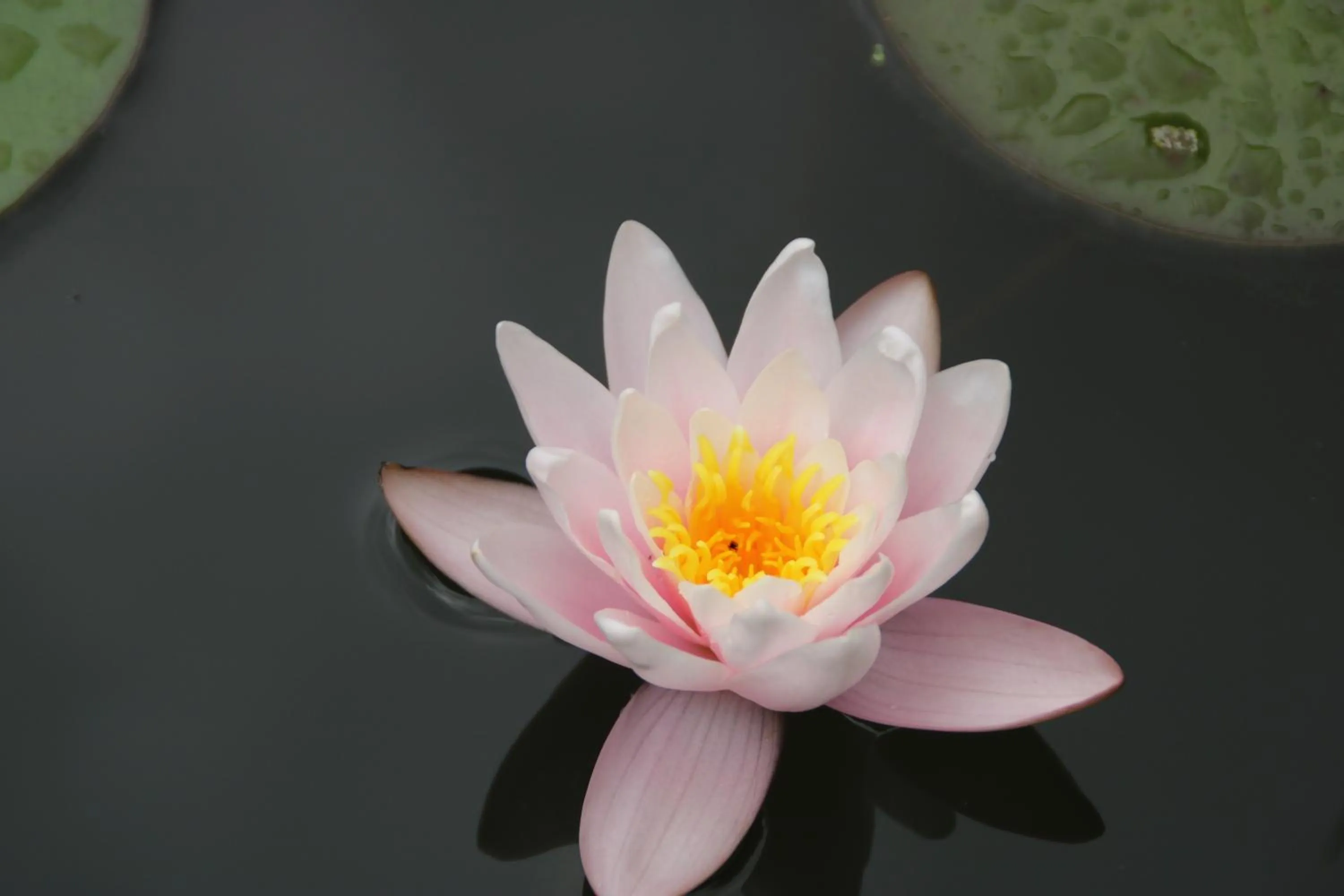 Garden in B&B Gaasterland