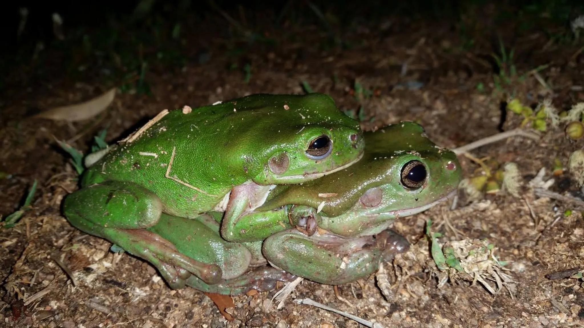 Animals in Shambhala Retreat Magnetic Island Cottages