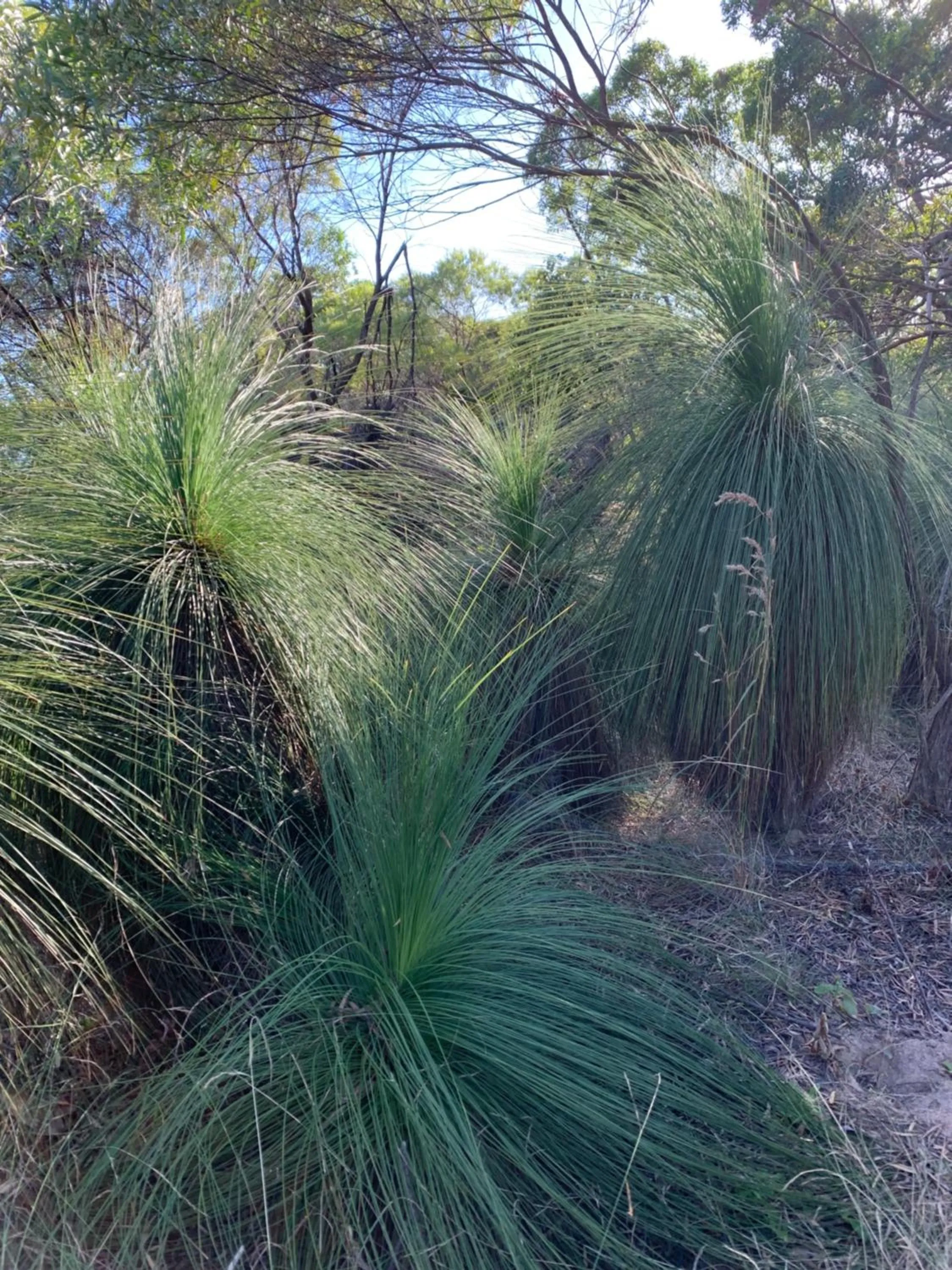 Natural landscape in Shambhala Retreat Magnetic Island Cottages