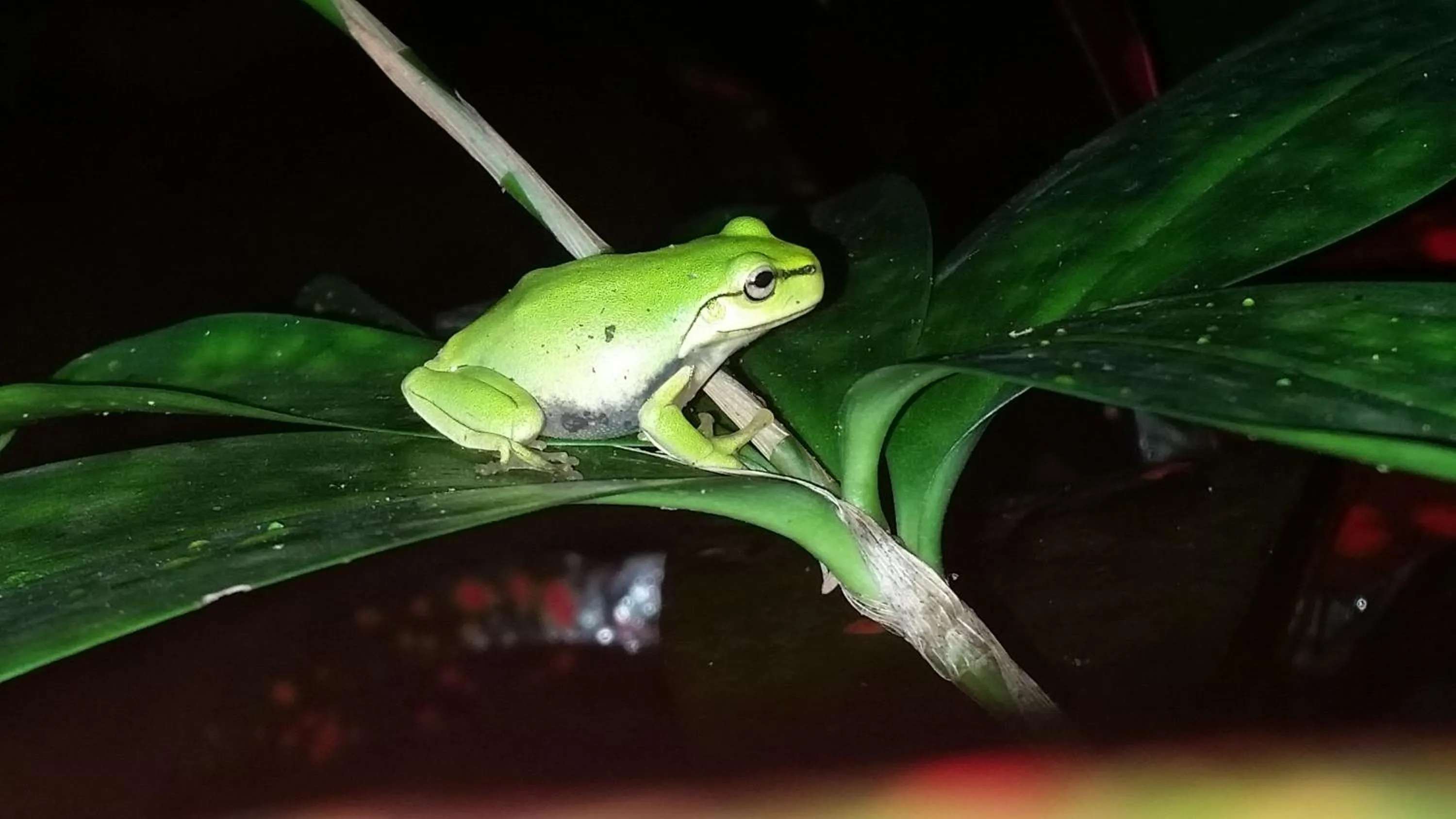 Animals in Shambhala Retreat Magnetic Island Cottages