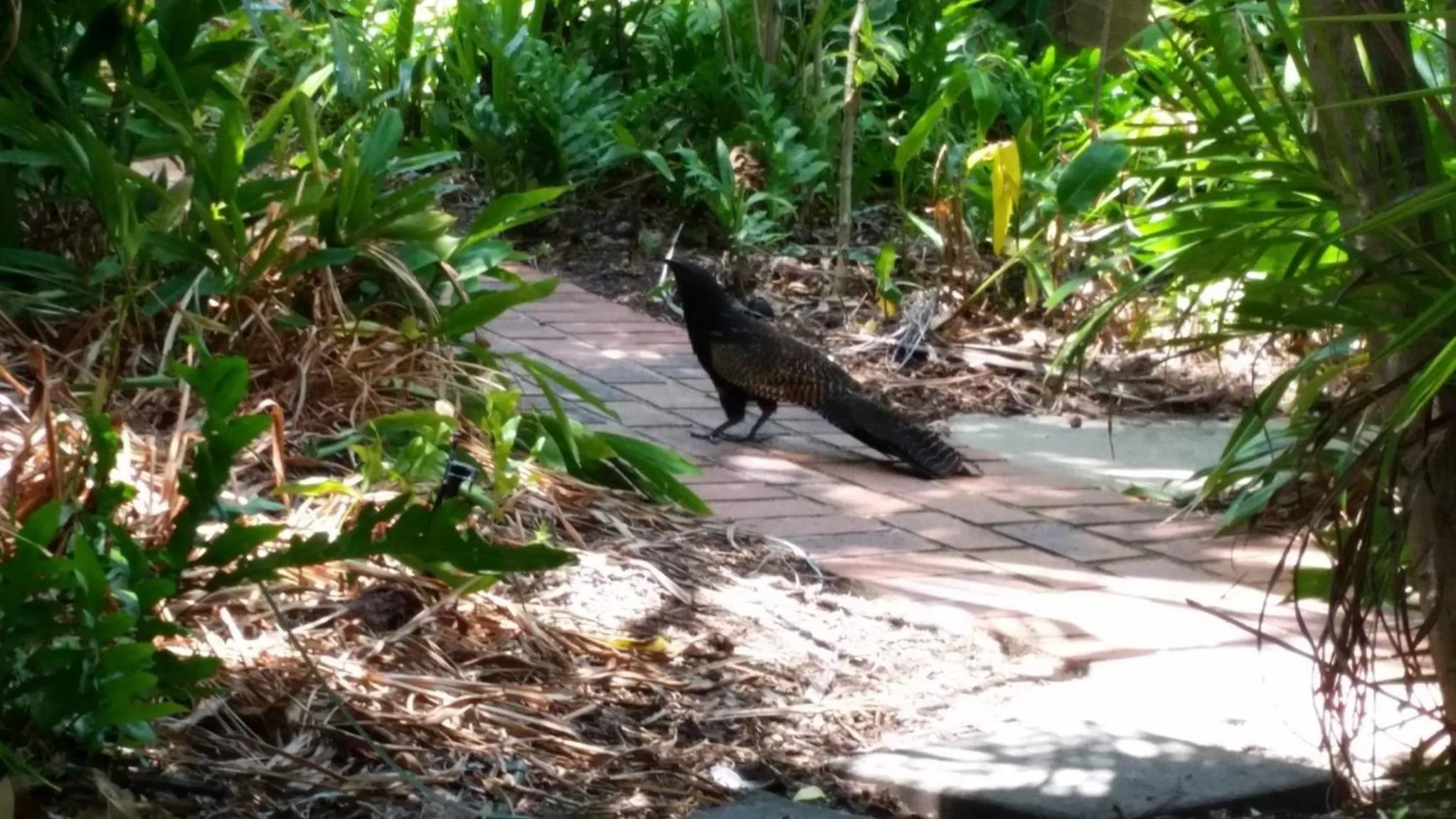 Animals in Shambhala Retreat Magnetic Island Cottages