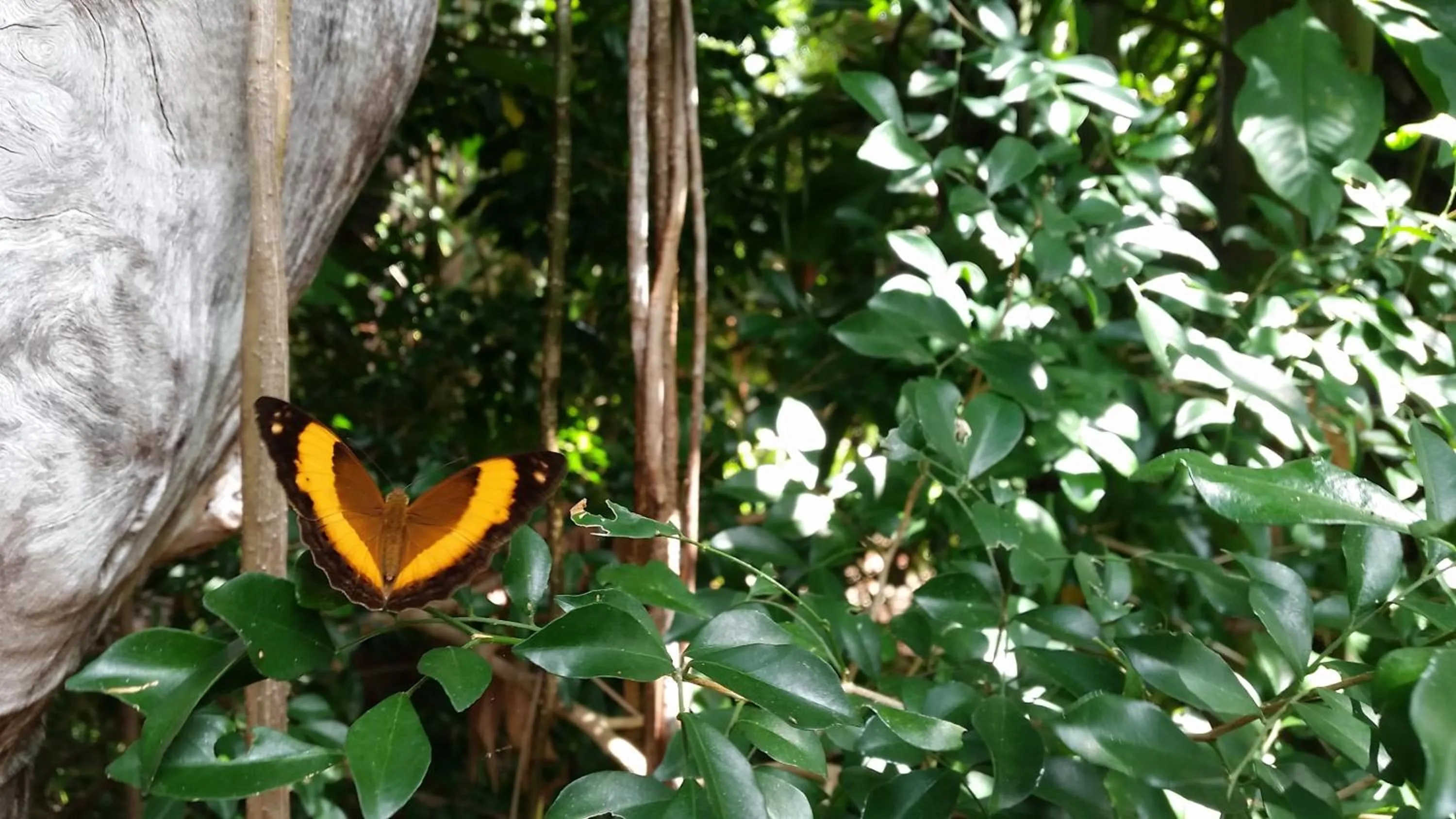Animals in Shambhala Retreat Magnetic Island Cottages
