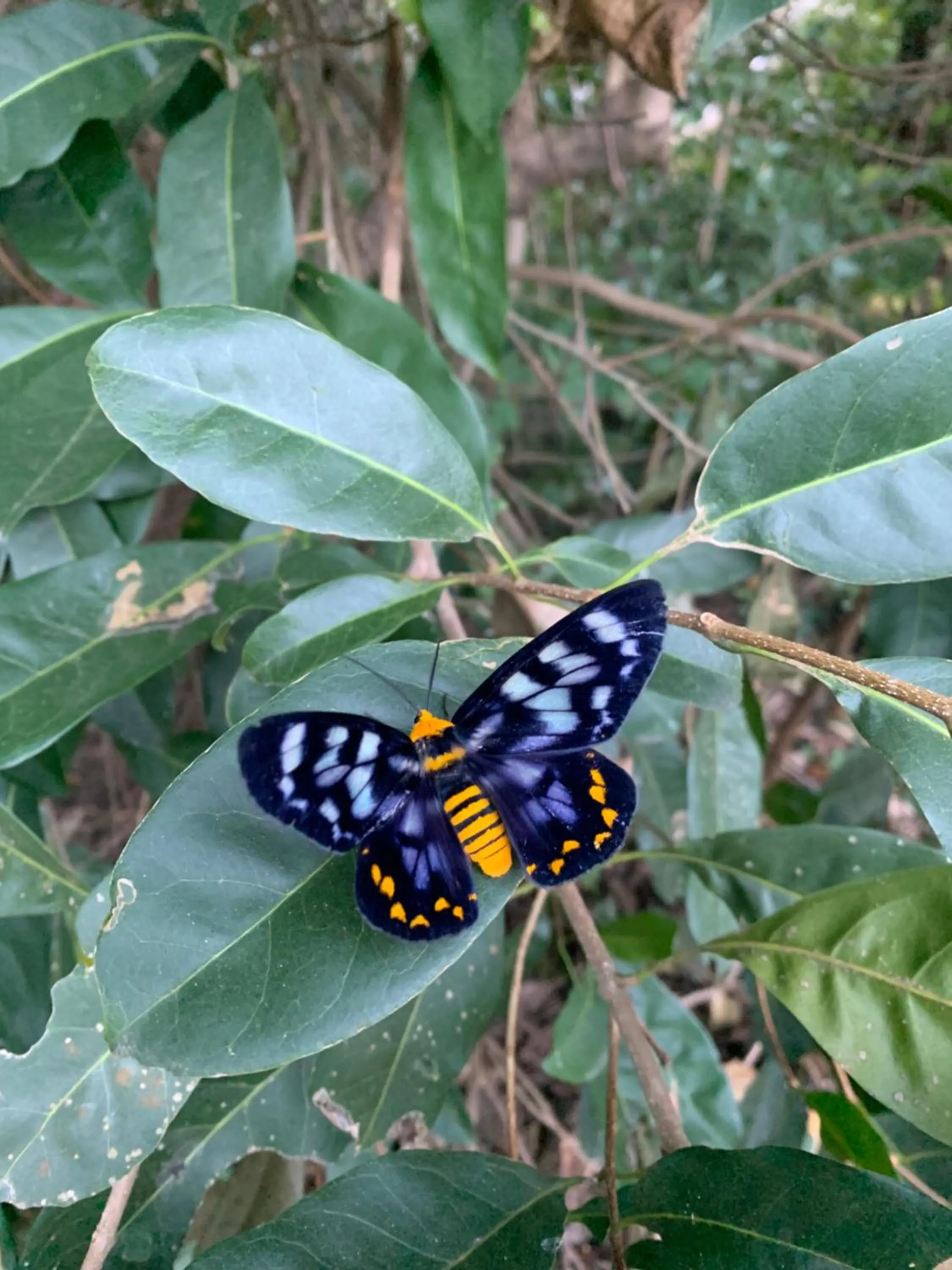 Animals in Shambhala Retreat Magnetic Island Cottages