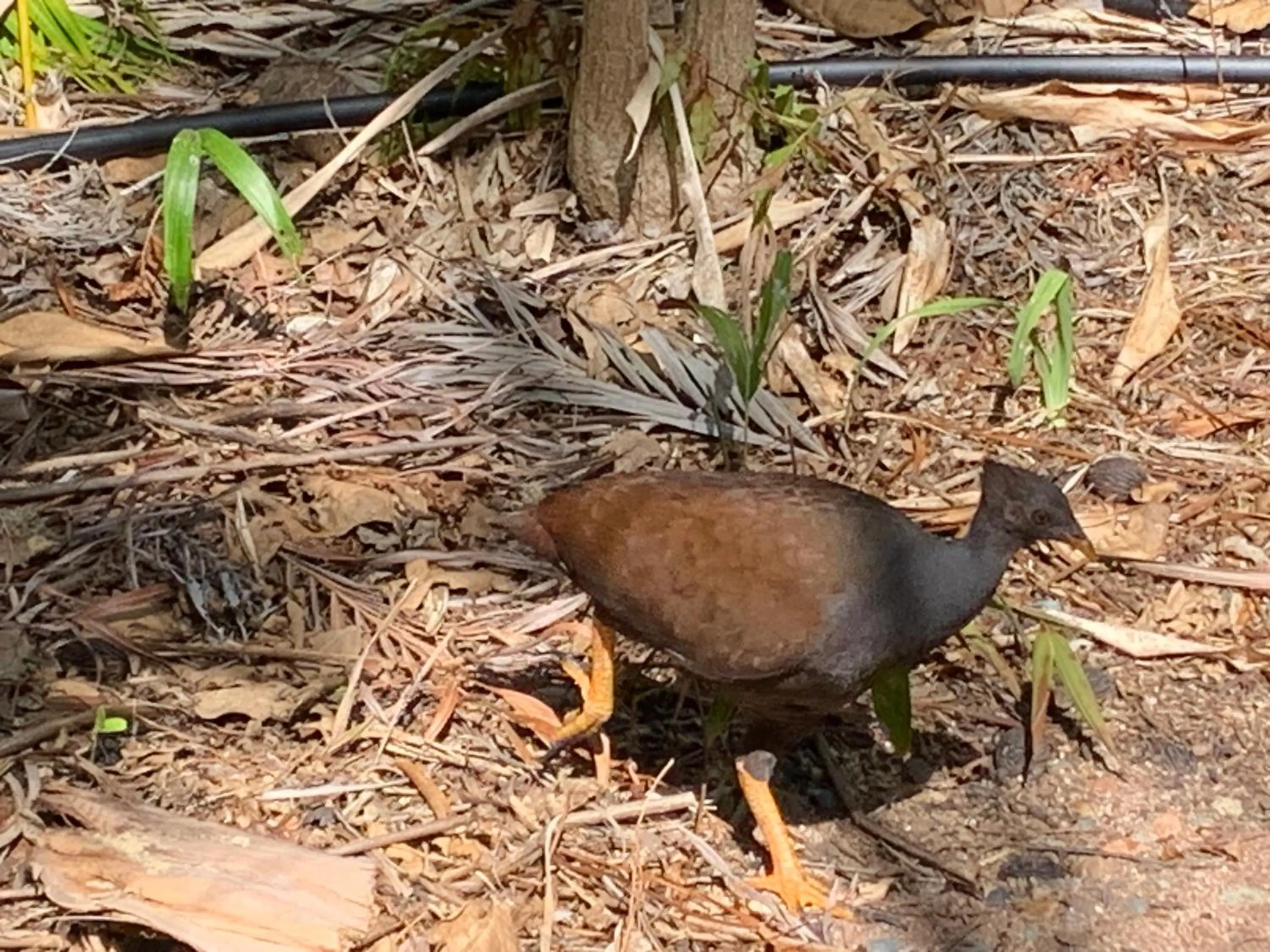 Animals in Shambhala Retreat Magnetic Island Cottages