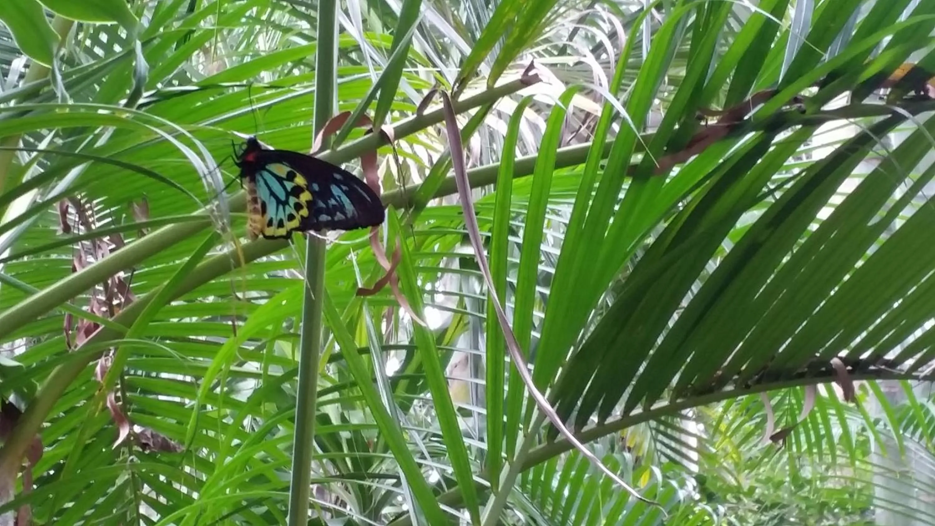 Animals in Shambhala Retreat Magnetic Island Cottages