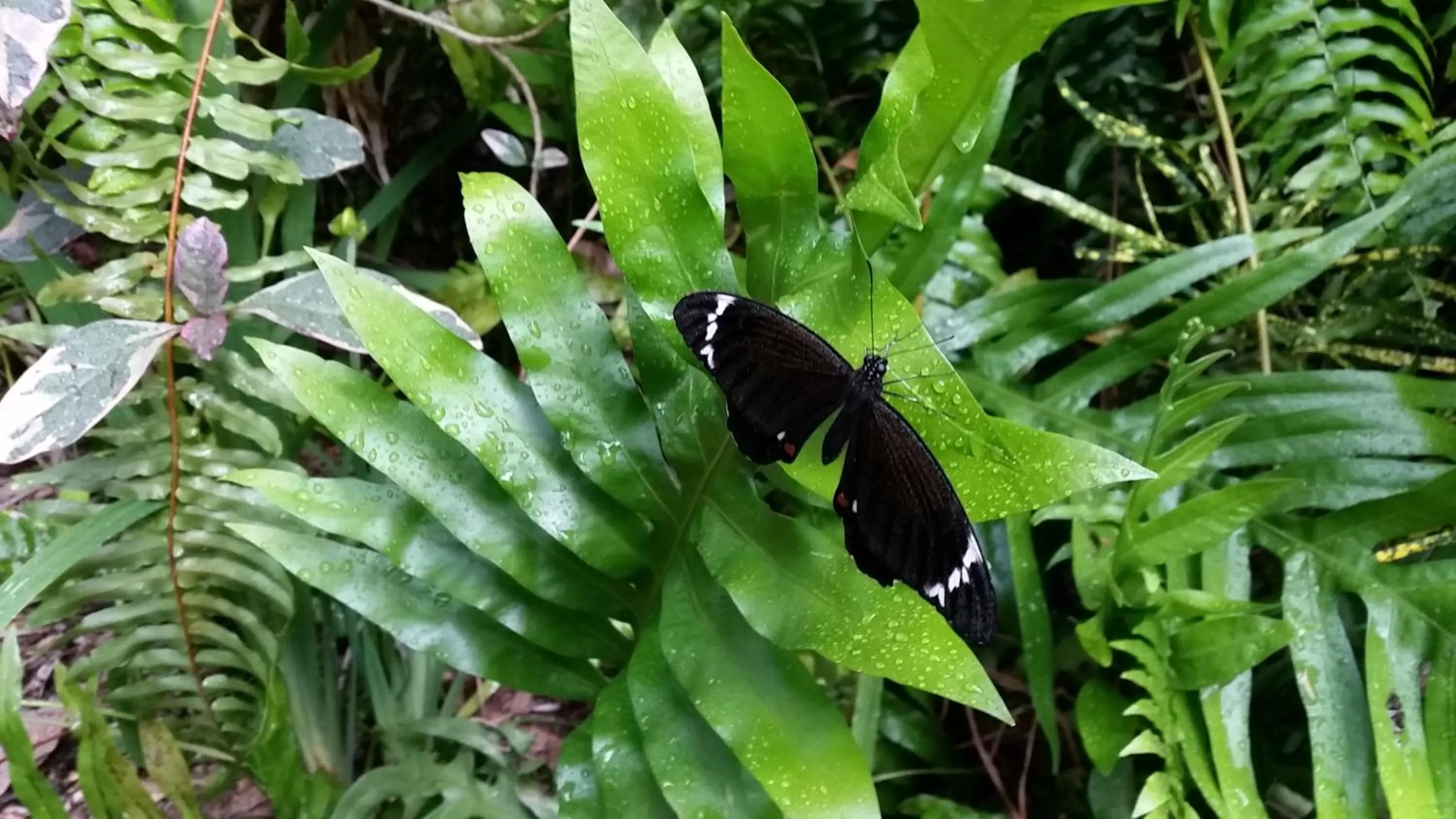 Animals in Shambhala Retreat Magnetic Island Cottages
