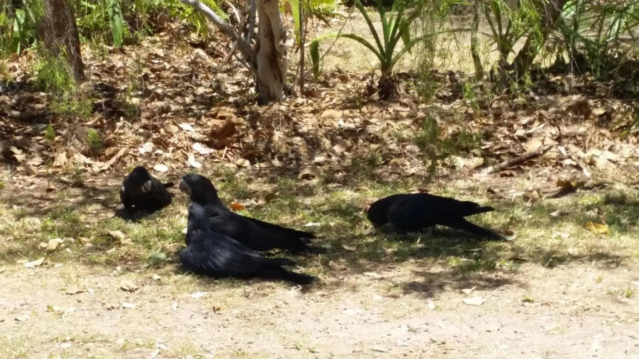 Animals in Shambhala Retreat Magnetic Island Cottages